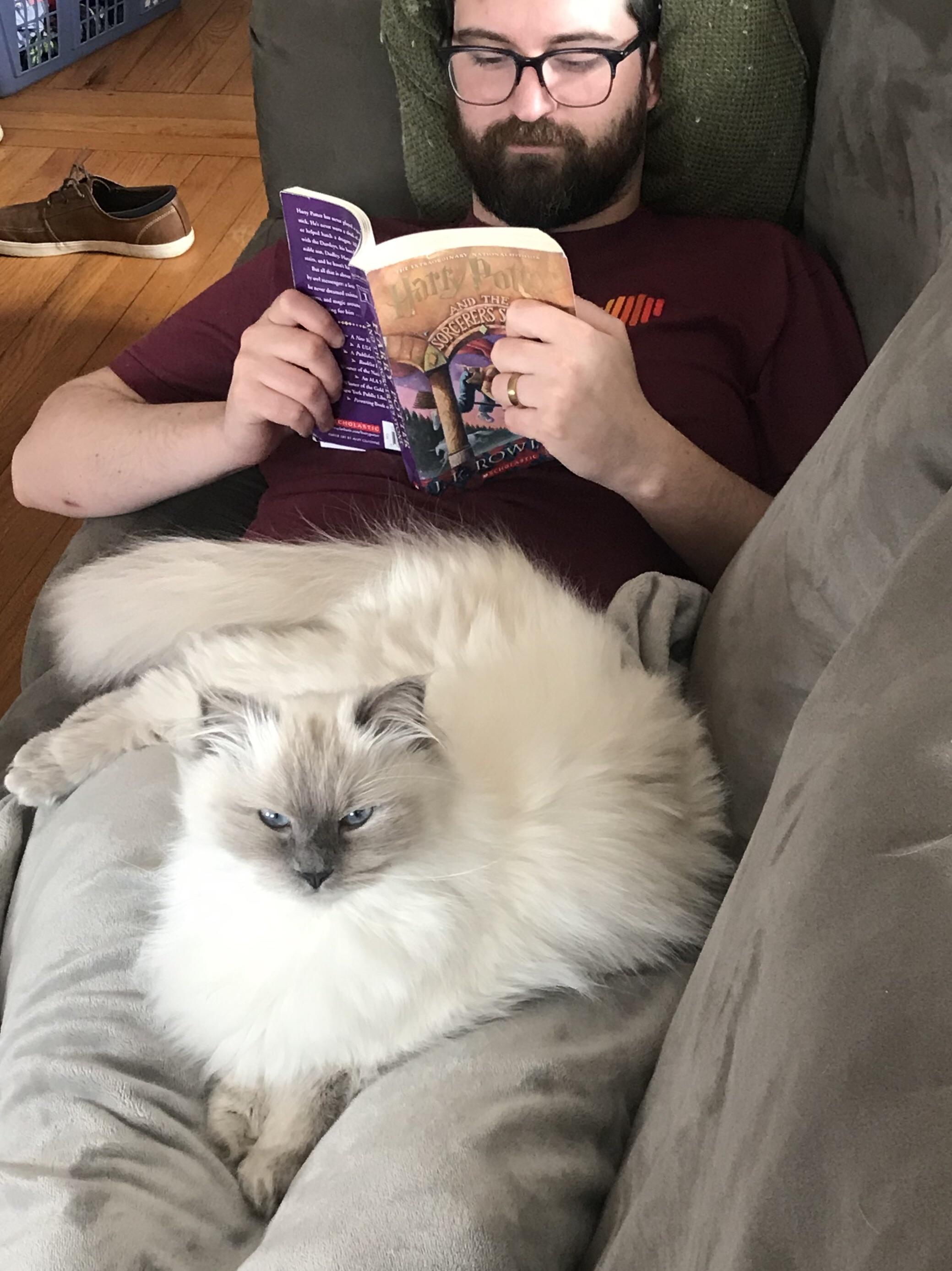 Mittens is protective kittens r/ragdolls