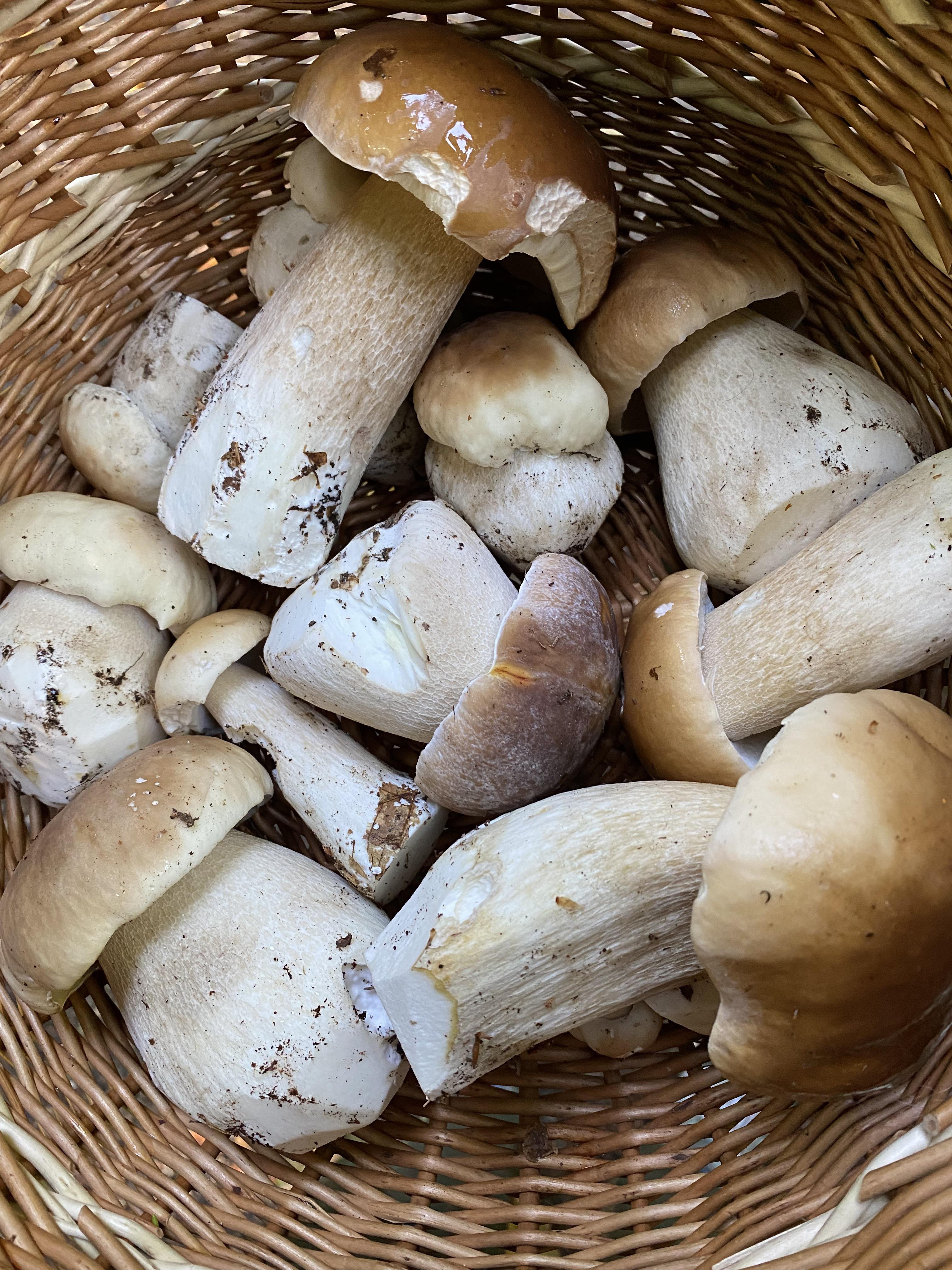 Have a decent amount of porcini. Any ways of preserving them (other