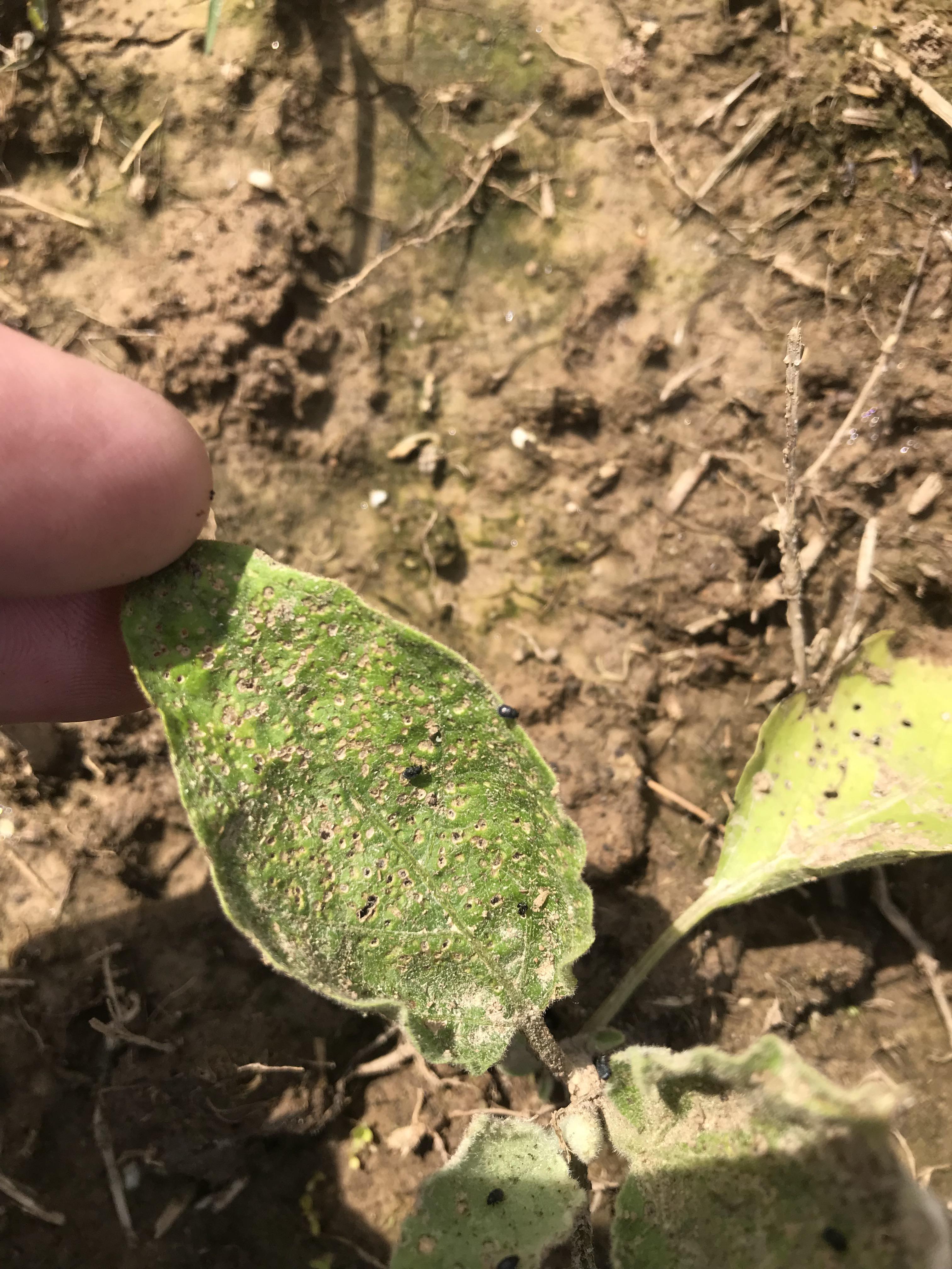 What’s eating my eggplant? Small black shelled bugs. What’s the