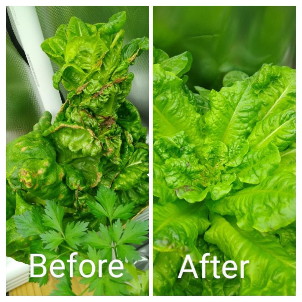 My progress with tip burn in lettuce adding fans to increase ventilation has significant impact