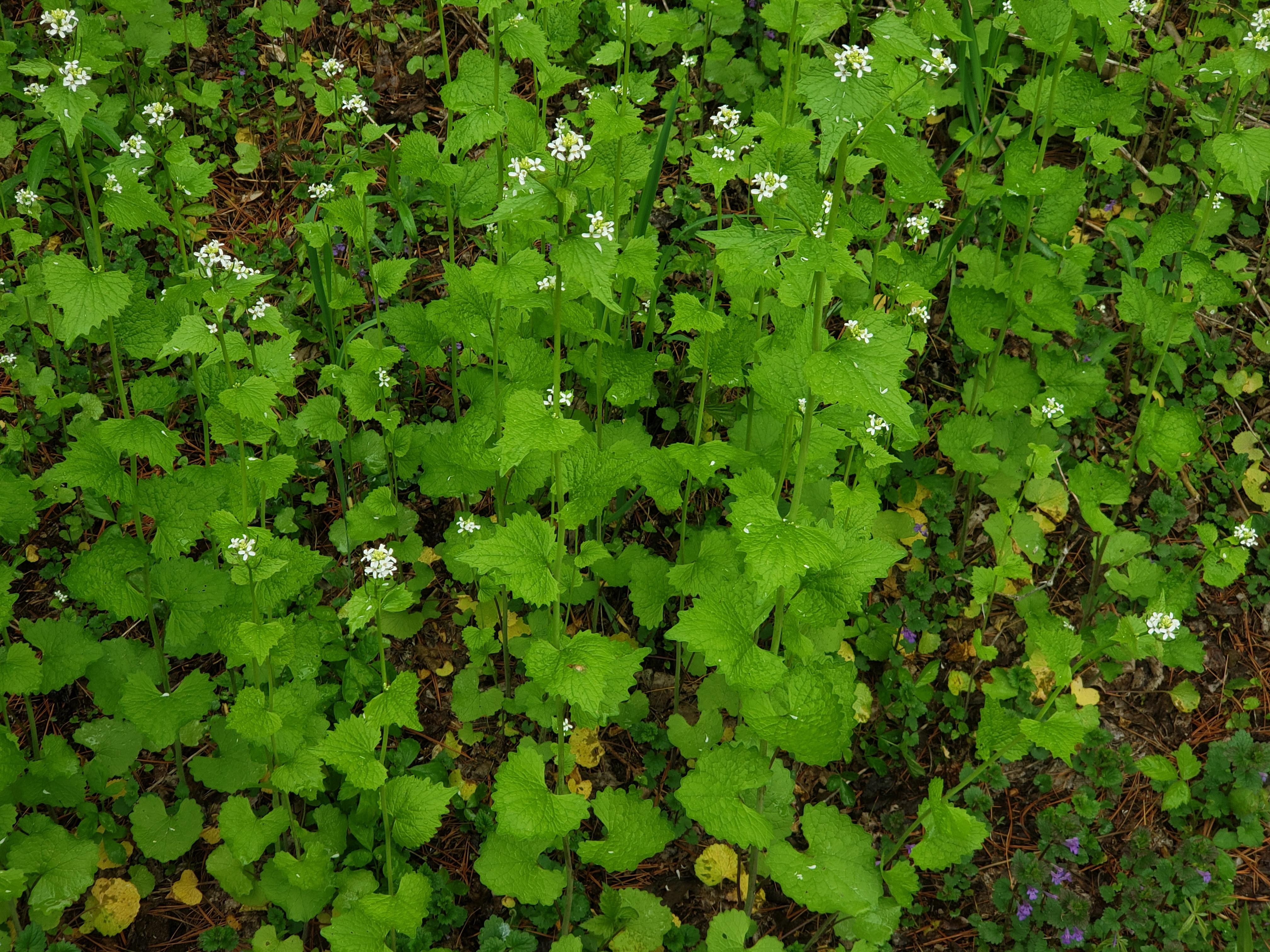 Does anyone know what kind of plant this is, its growing all over my