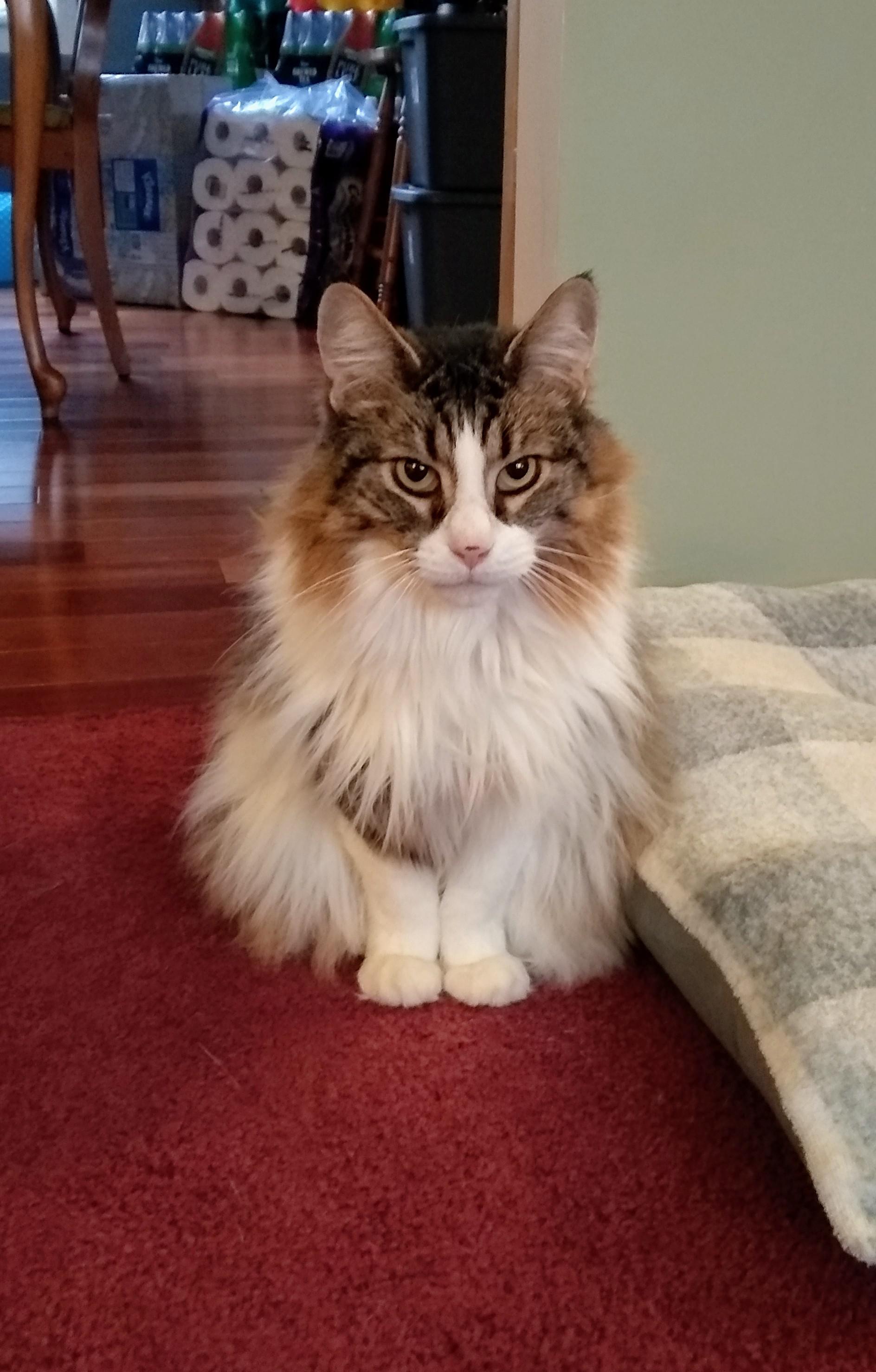 He always looks so regal and majestic r/cats