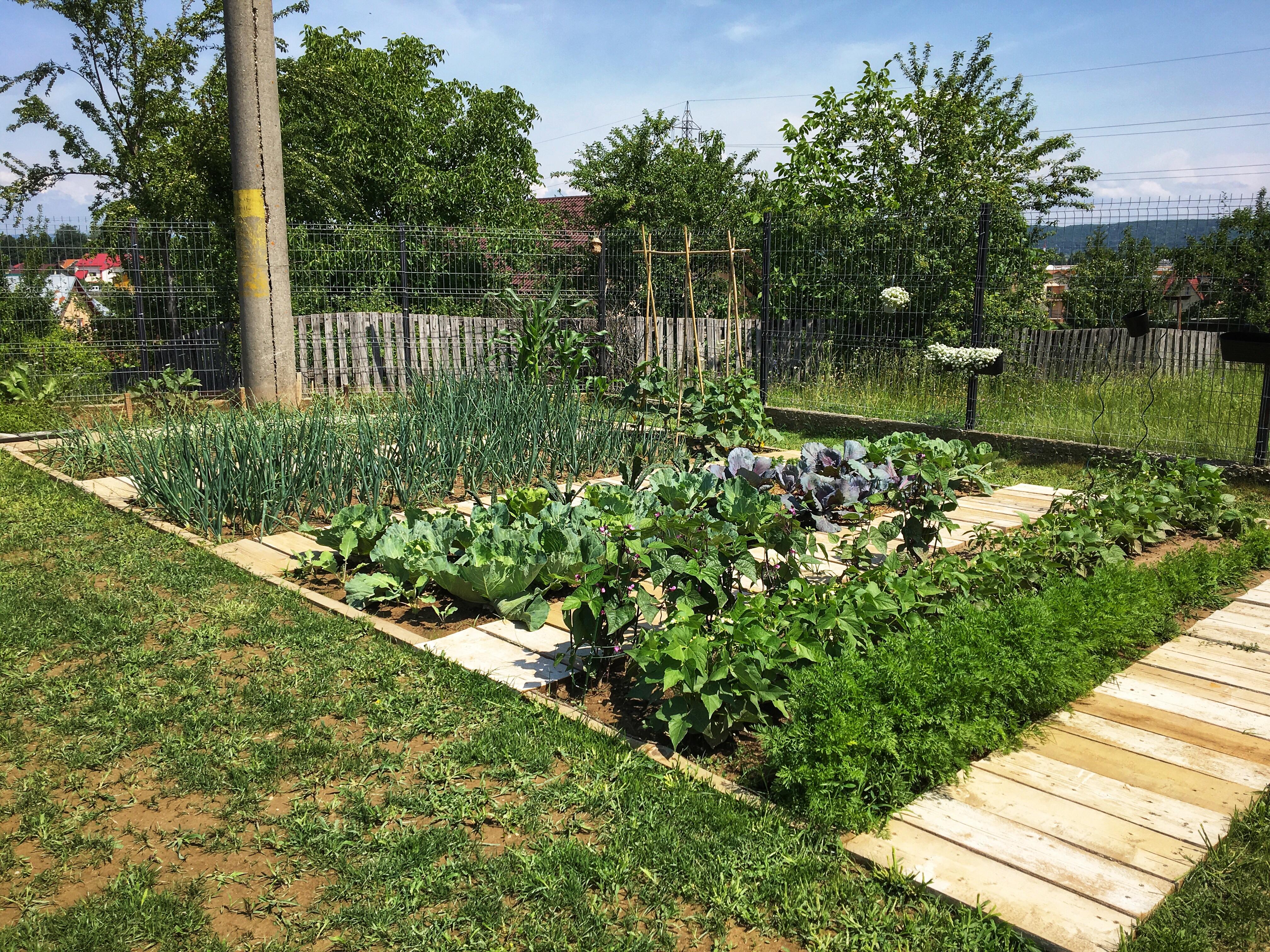 As much as i like the clean look of raised beds, i have good soil, we