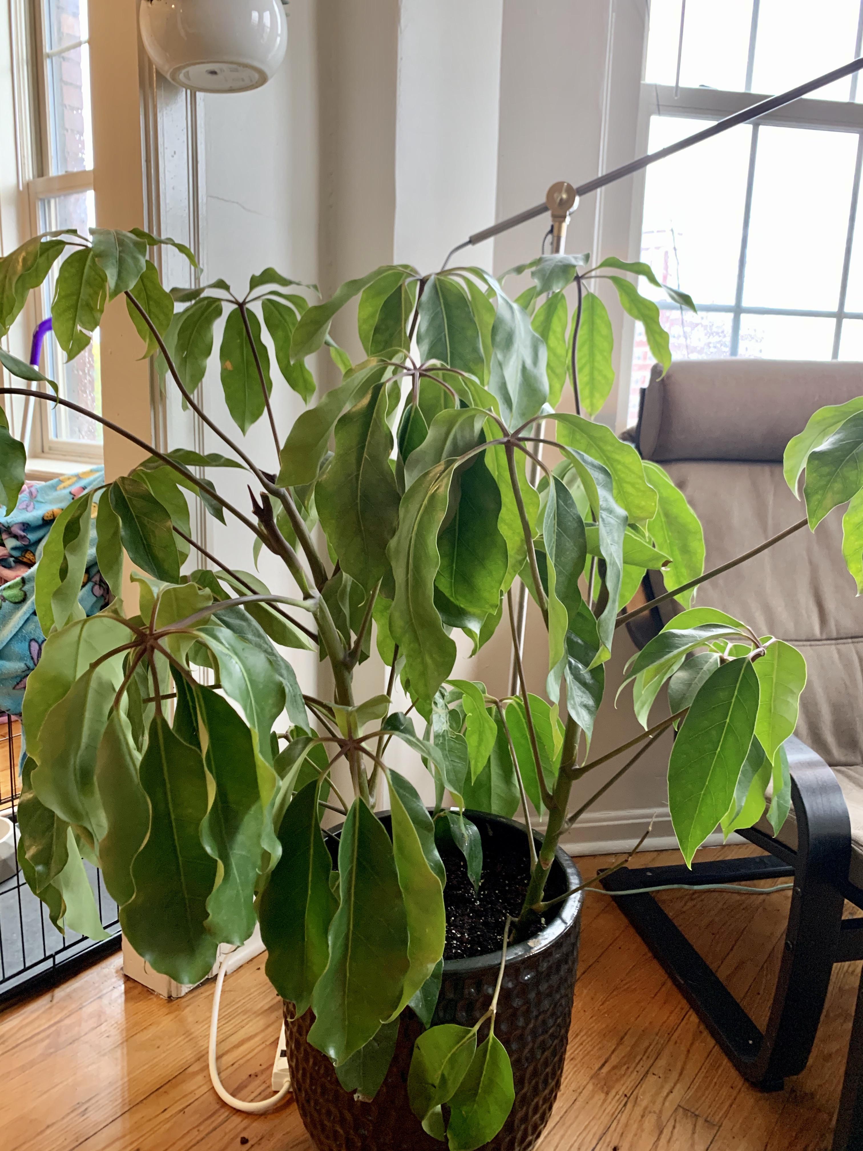 New plant owner, received this as a gift, no idea what kind of house