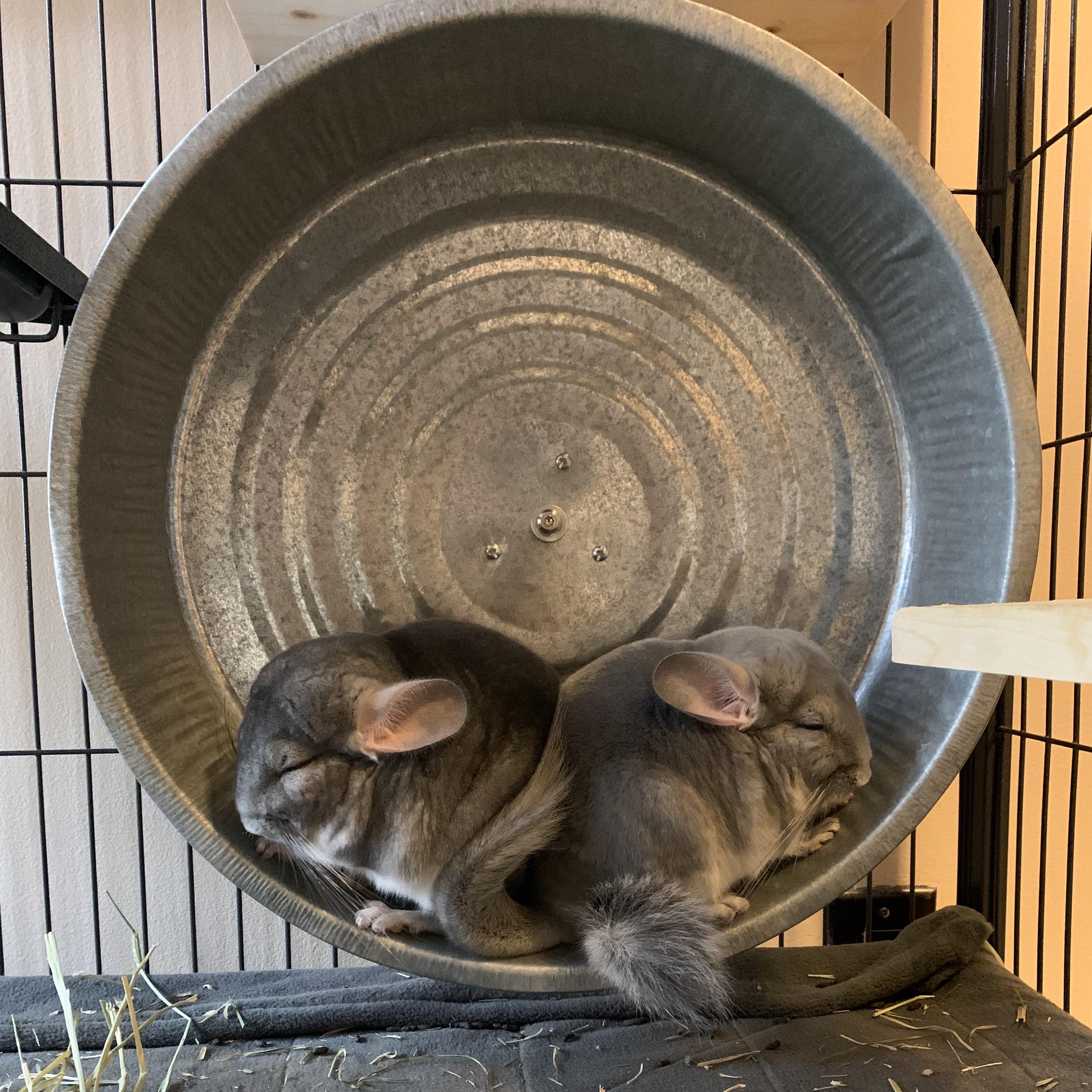 3142 best R/Chinchilla photos in this little folder