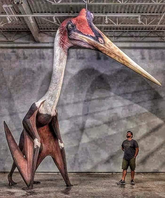Quetzalcoatlus Northropi One of the largest flying animals of all time