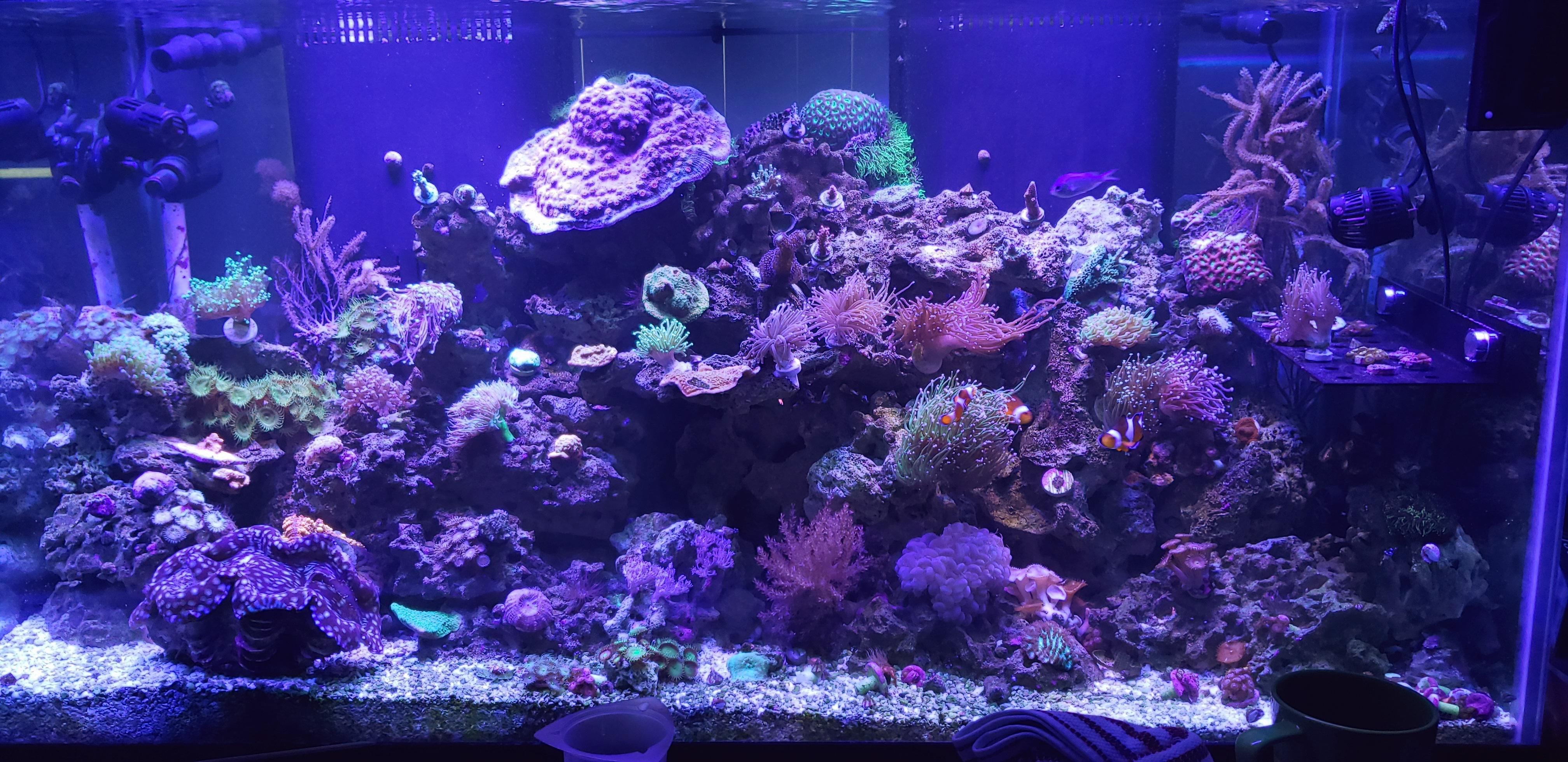 I haven't seen too many marine aquariums on here. My reef says, "Hello