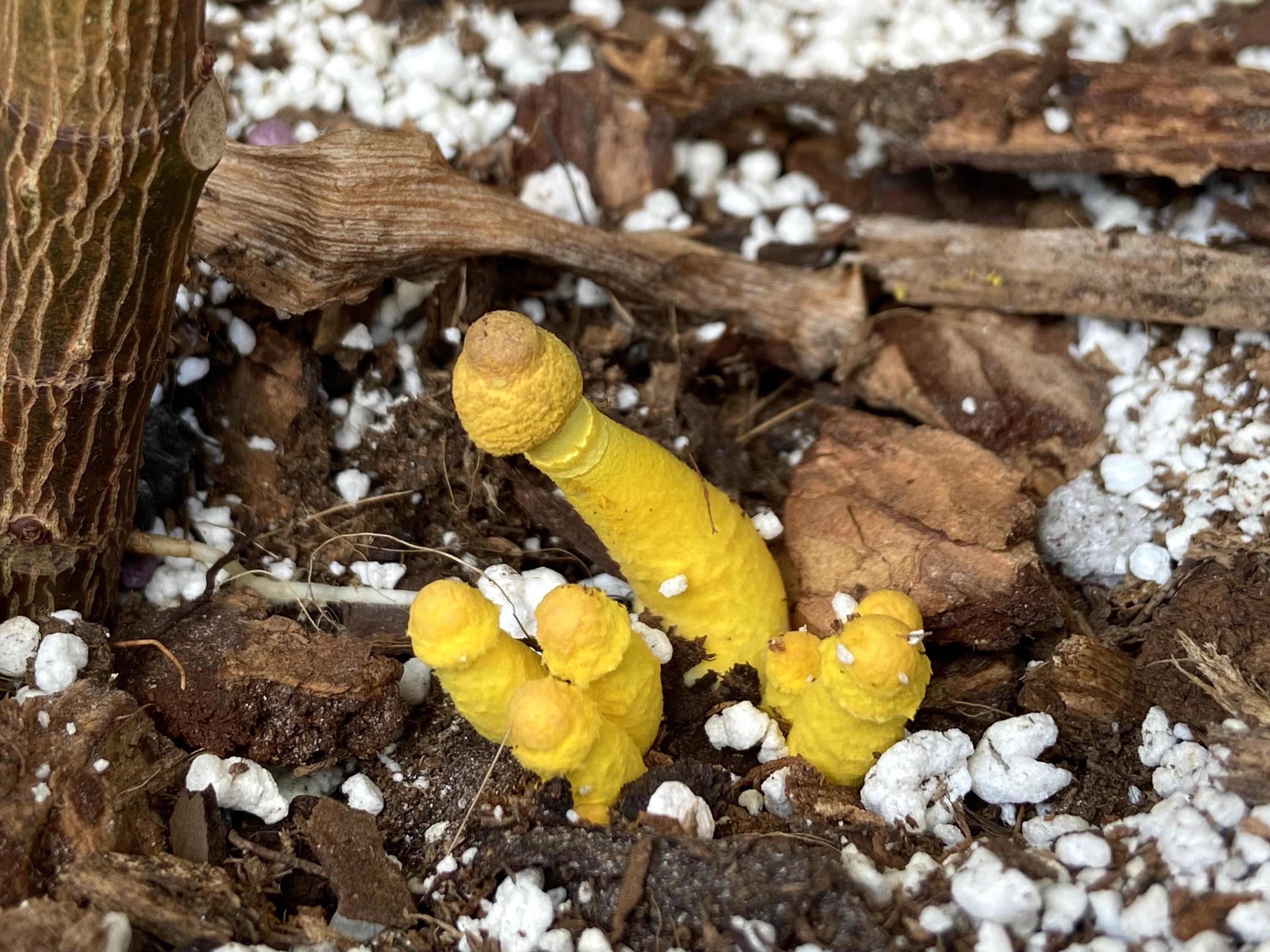 Bright yellow mushrooms growing in potted Fikus. Will the plant be ok