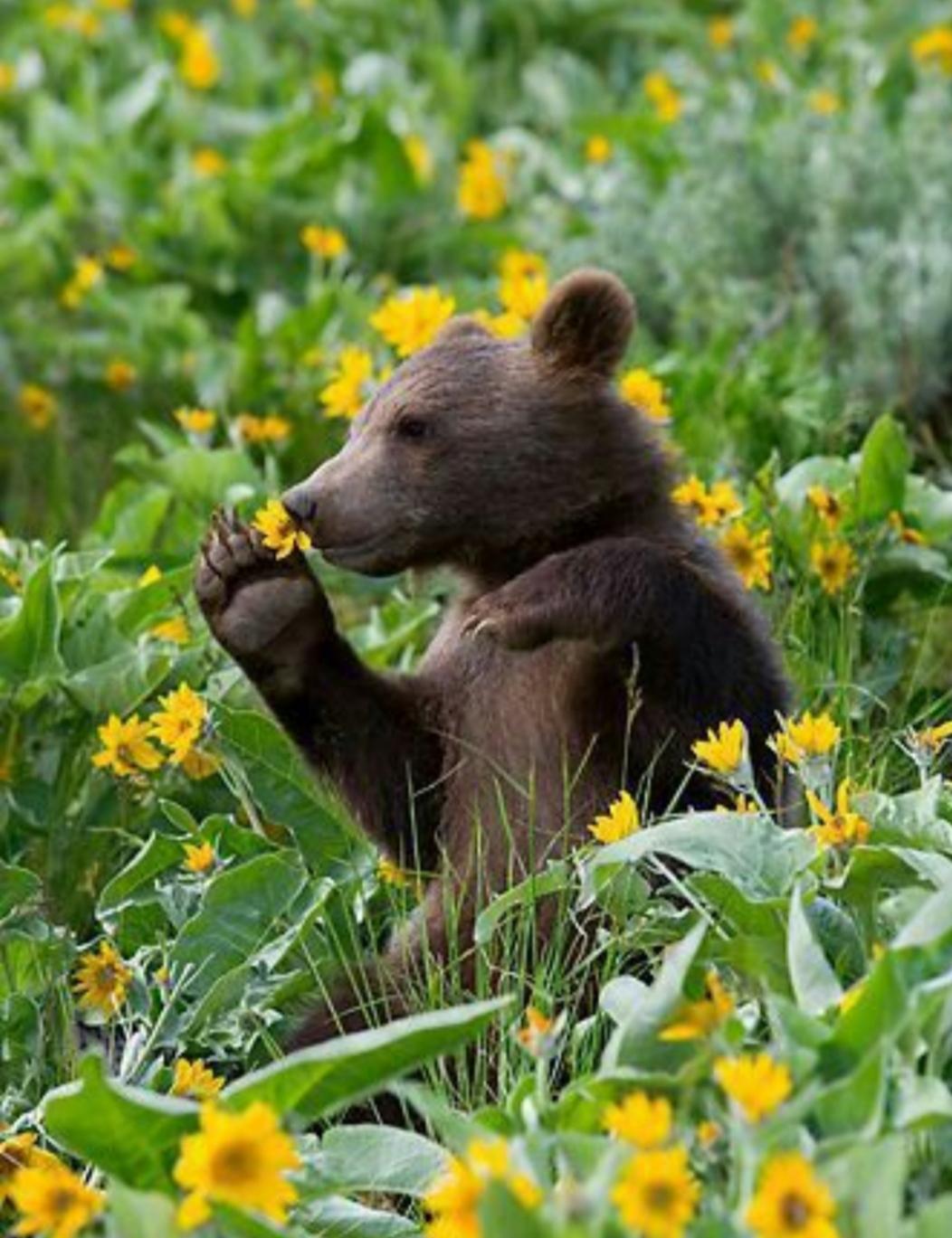 A cub smelling a flower. That is all r/aww