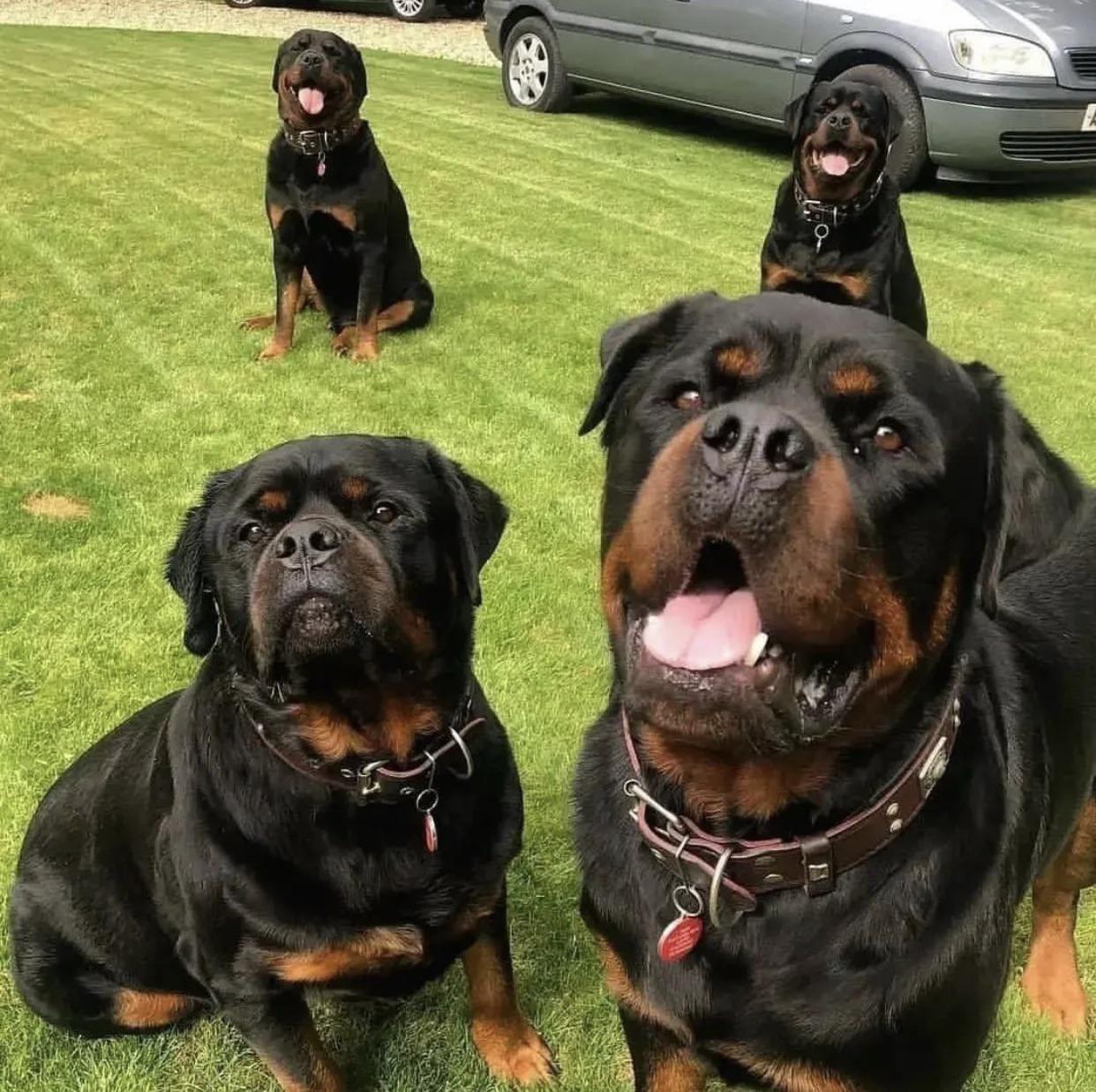 Family r/Rottweiler