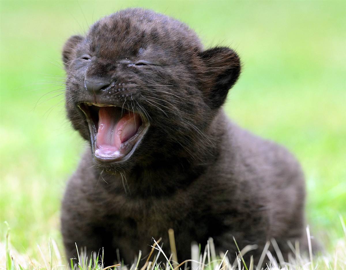 3weekold baby Panther. r/aww