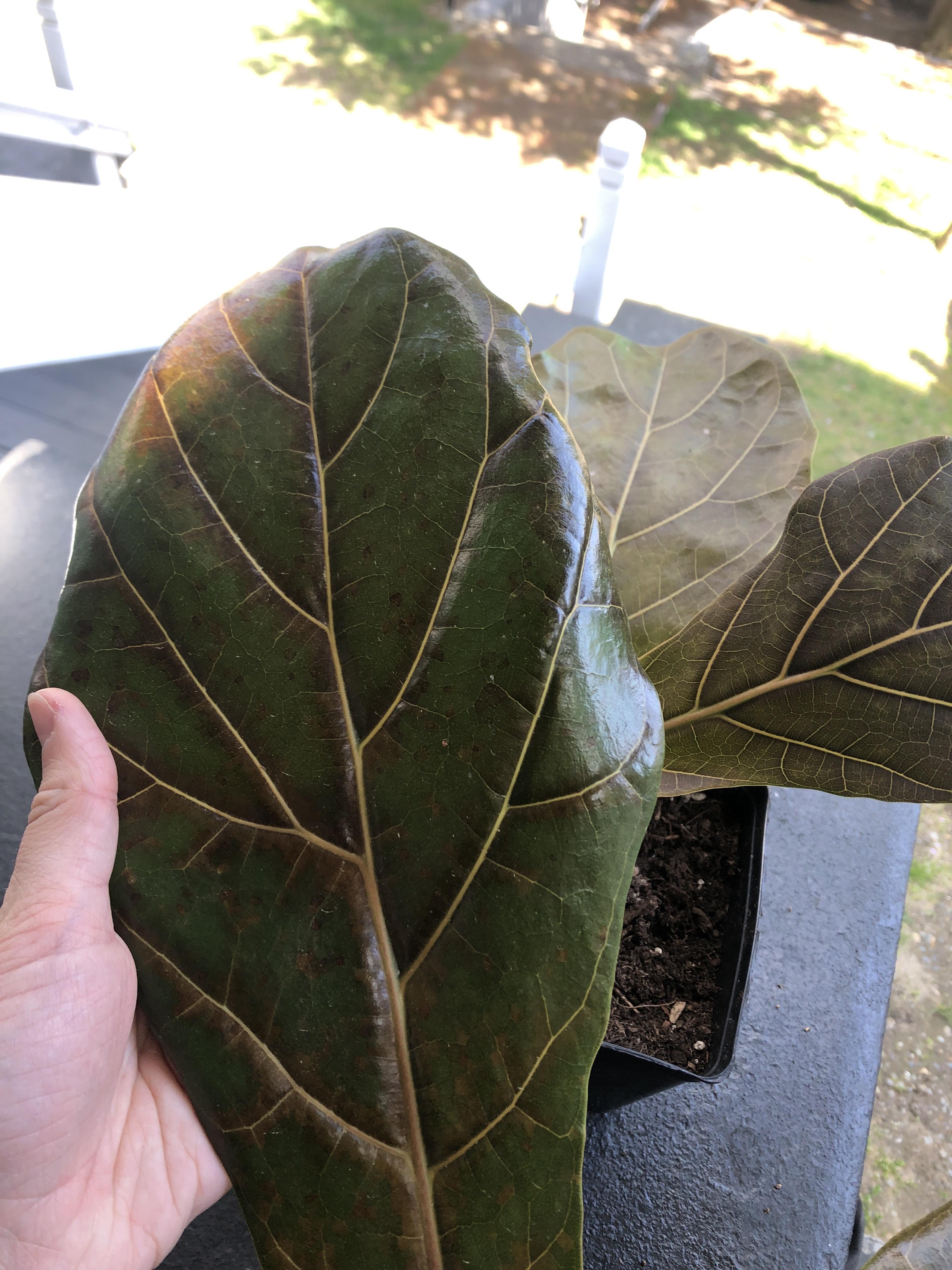 My fiddle leaf fig is brown and drying out but the soil is wet, too much sun? Please help!! r