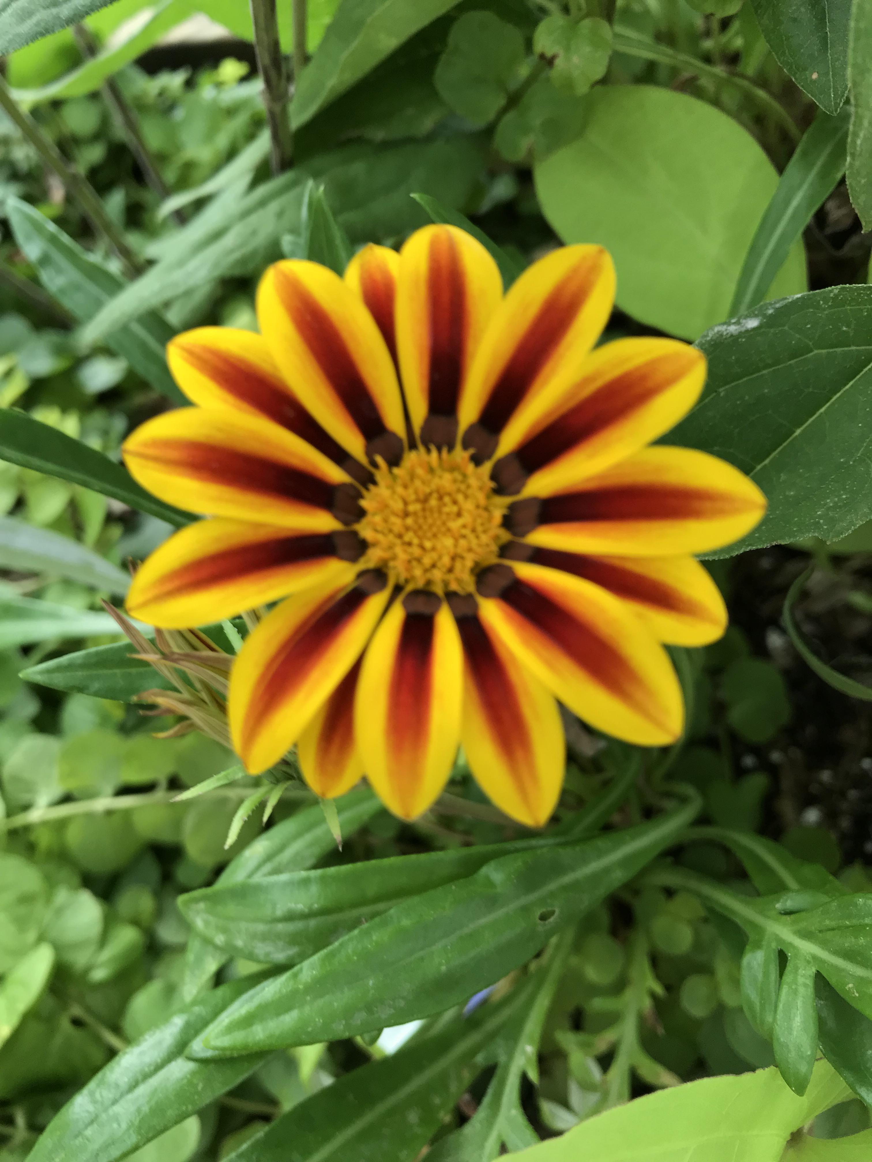 A trippy flower in my garden! r/flowers