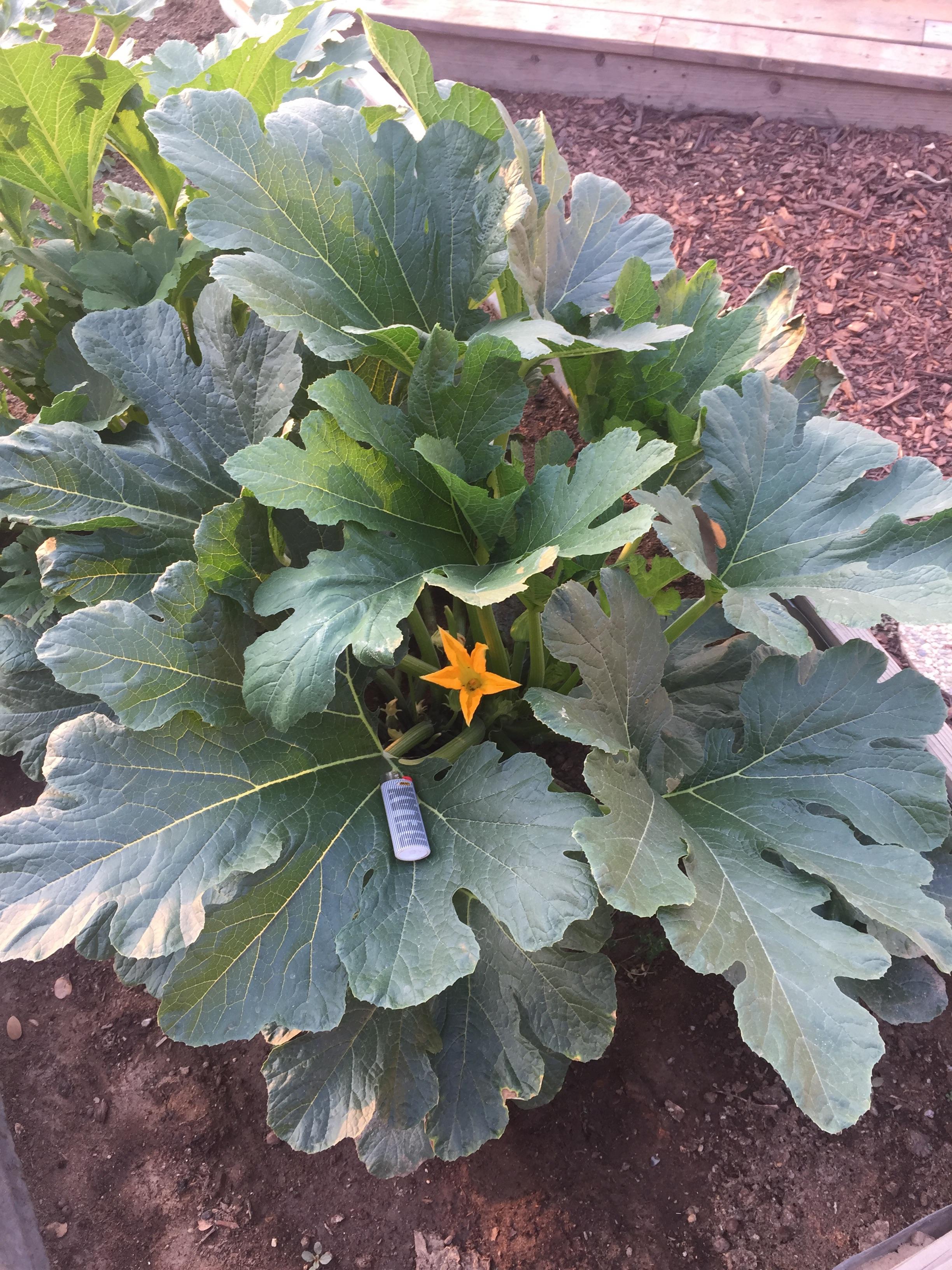 My 2 Month old zucchini squash! Already harvested about a pound from it