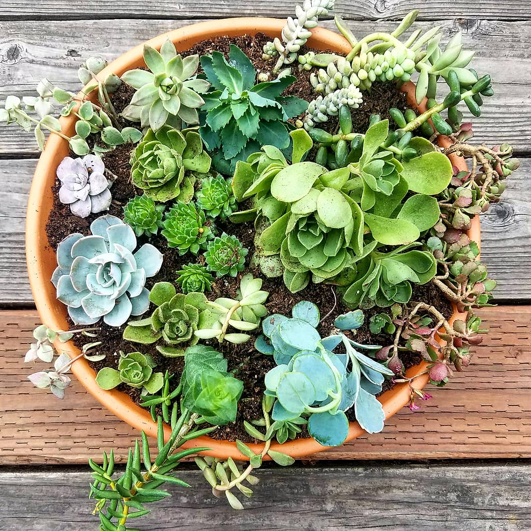 Freshly Planted Trimming Assortment r/succulents