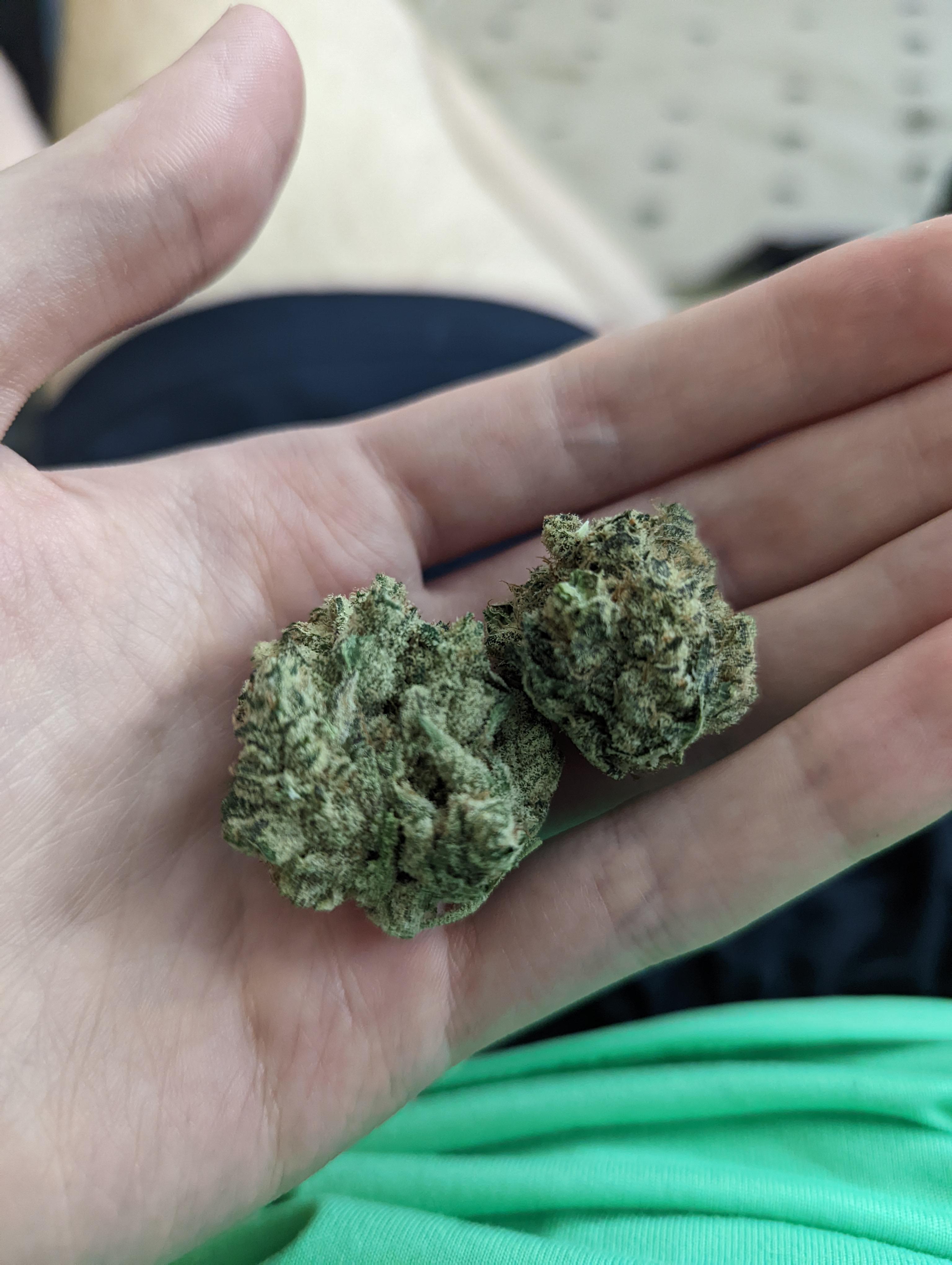 Growhealthy Brandon Sour Garlic Cookie MGS 17.57 THC r