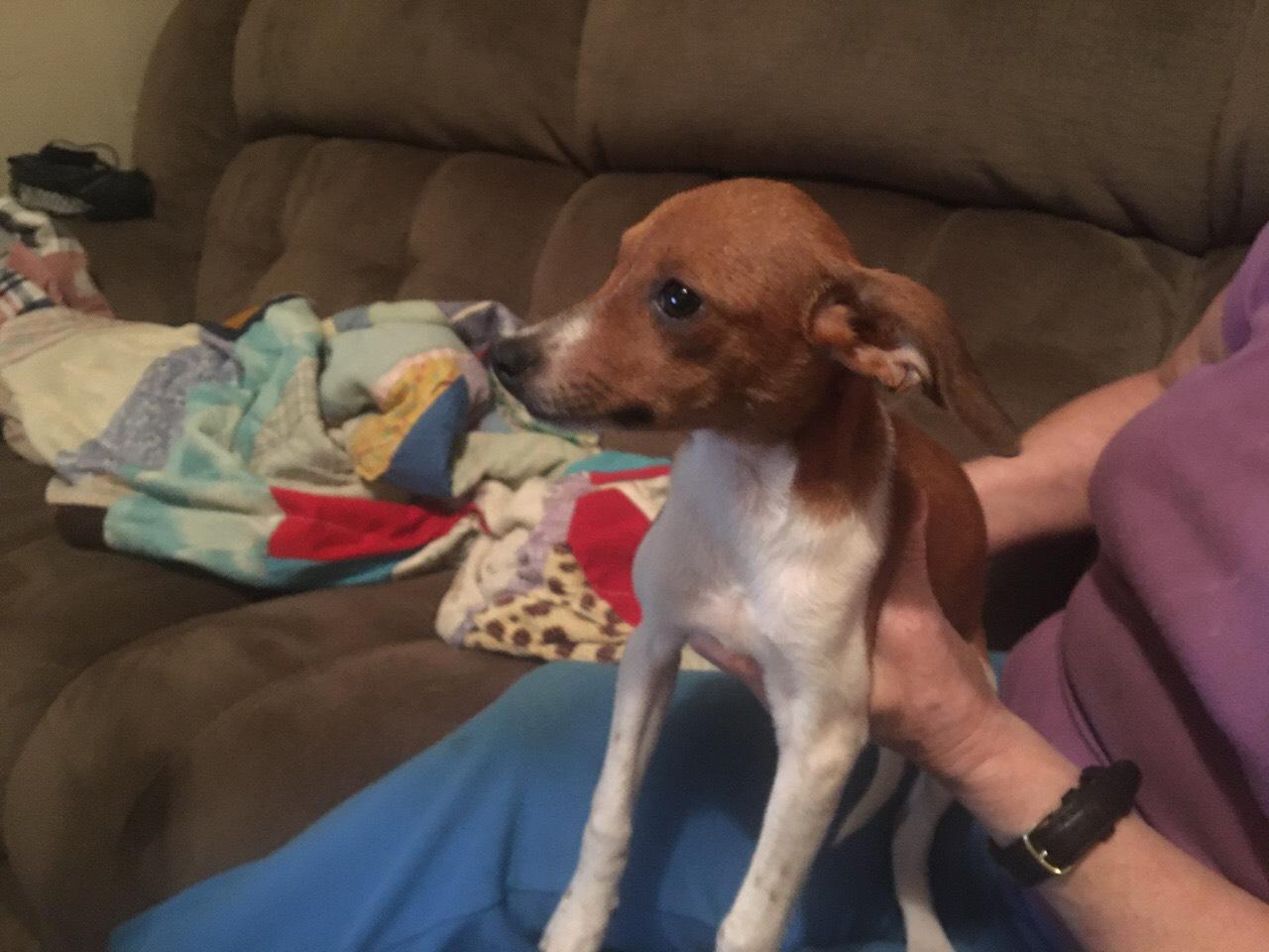Supposed to be a chihuahua hound mix, probably about 4 months old r