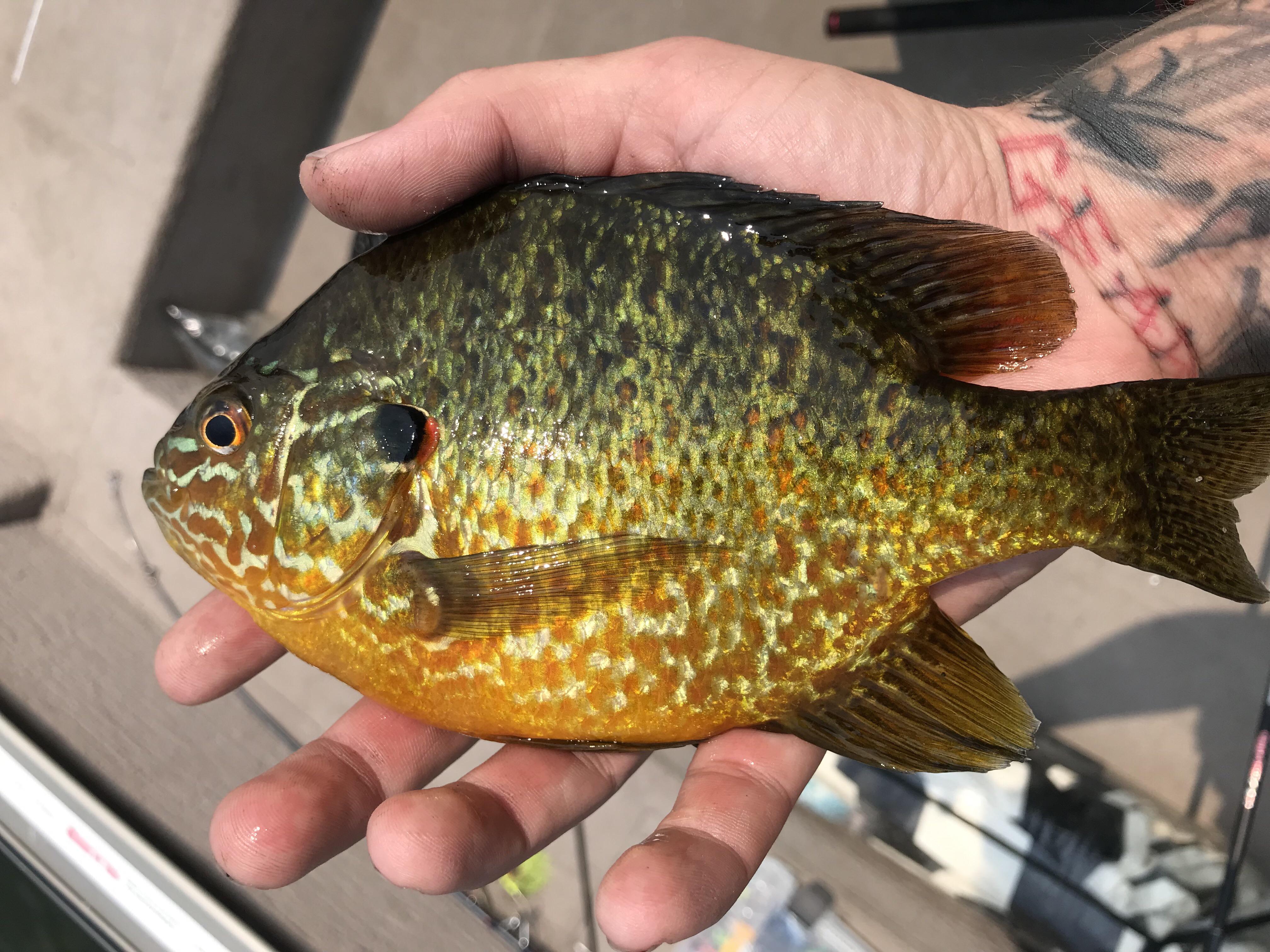 Pumpkin seed r/Fishing