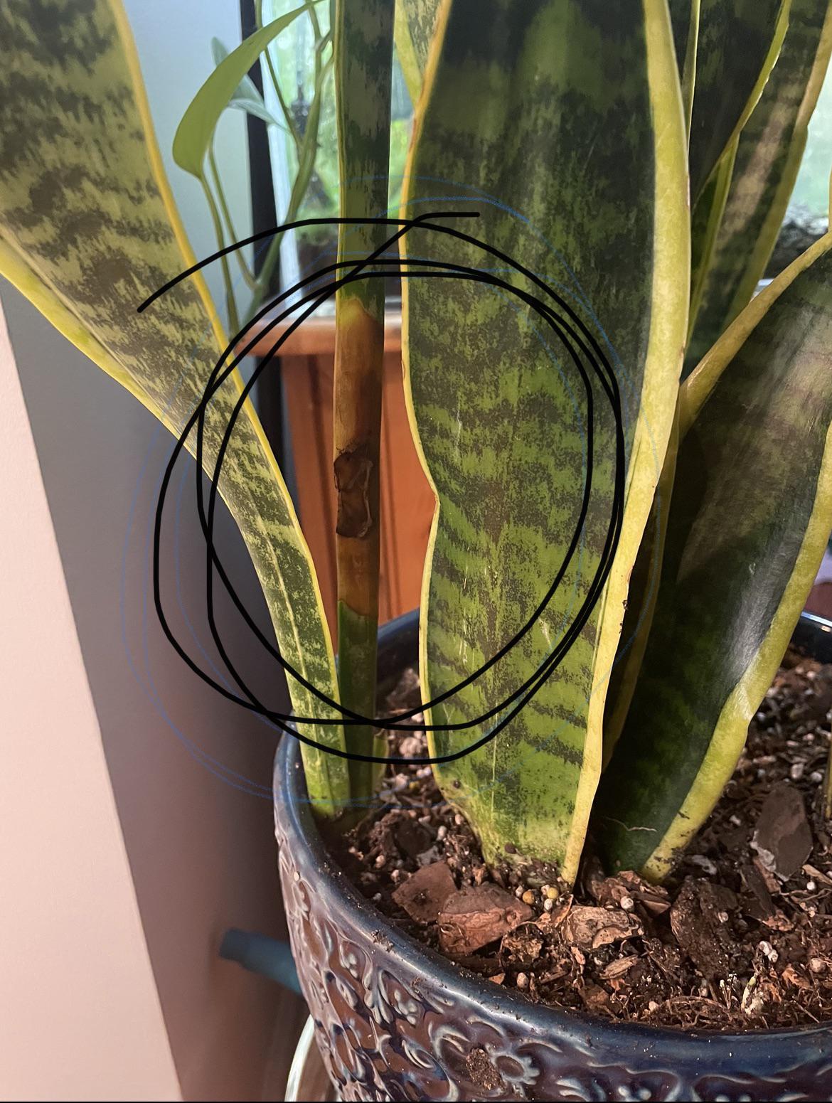 What do I do with the browning leaf on my snake plant? r/plantclinic