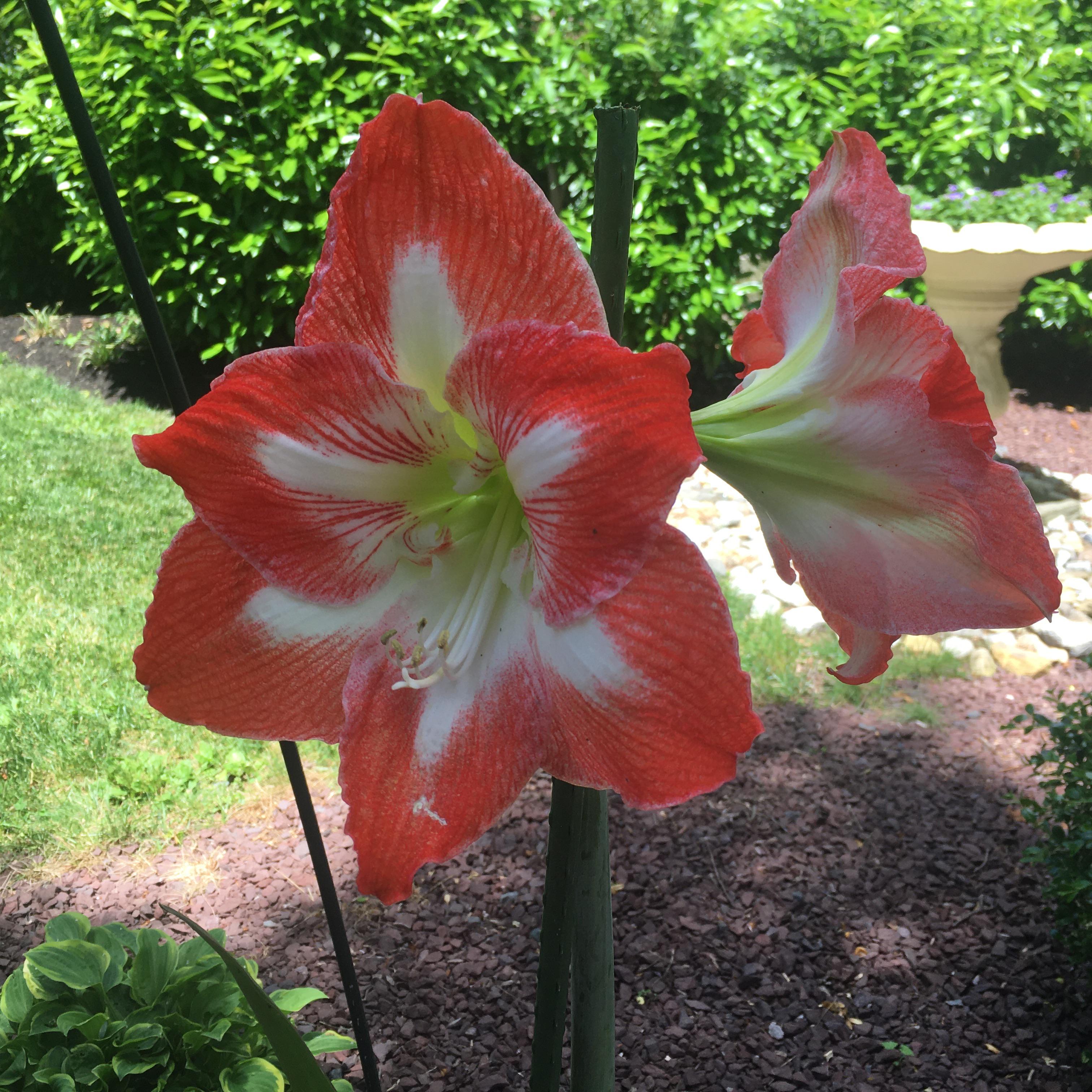 What is this beautiful plant? My grandparents got it as a gift! r