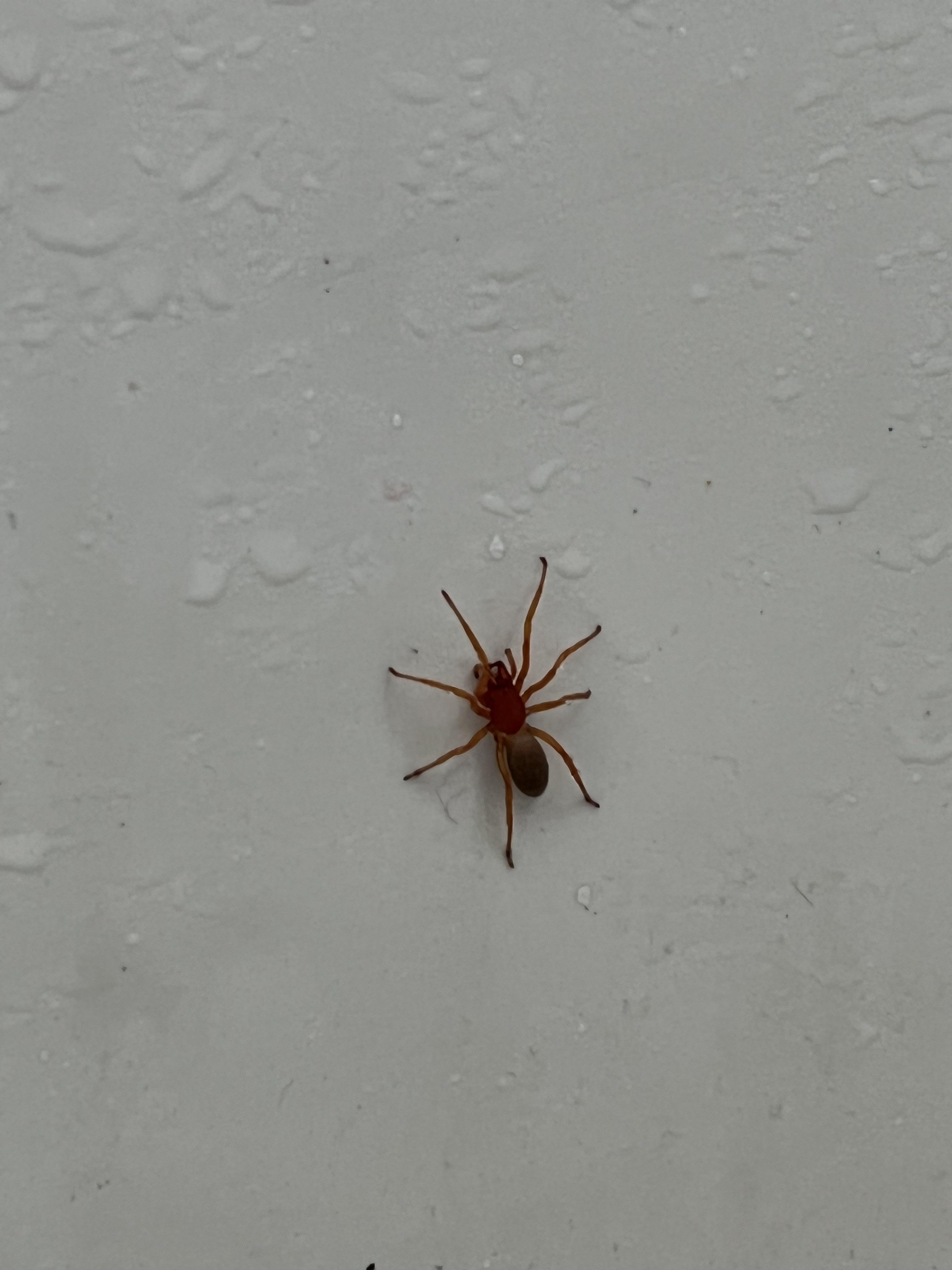 Saw this crawling around my bathtub, any idea what species? (Northeast