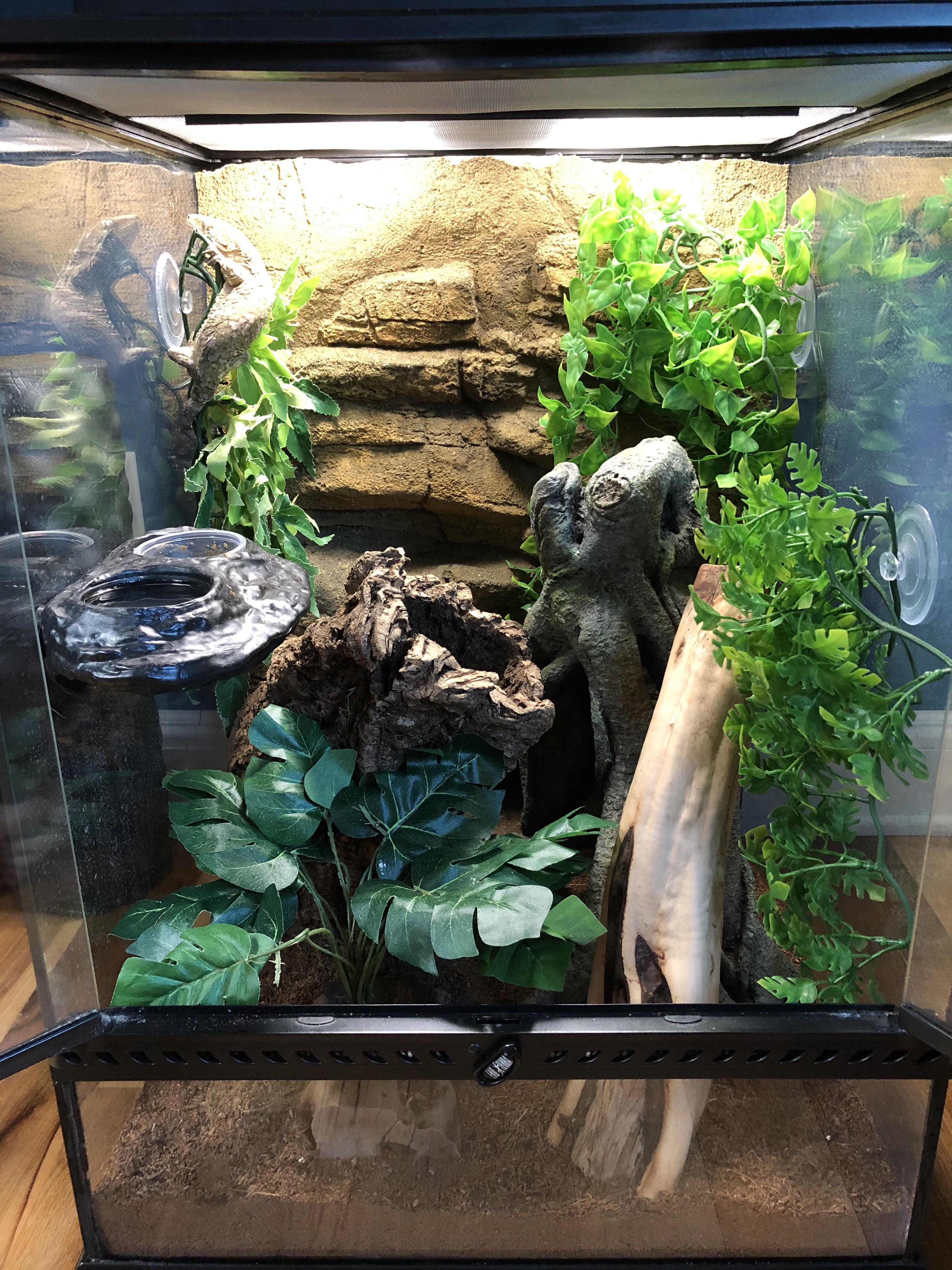 New exo terra 18x18x24 setup for my 1 yr old Leachie ) thought it