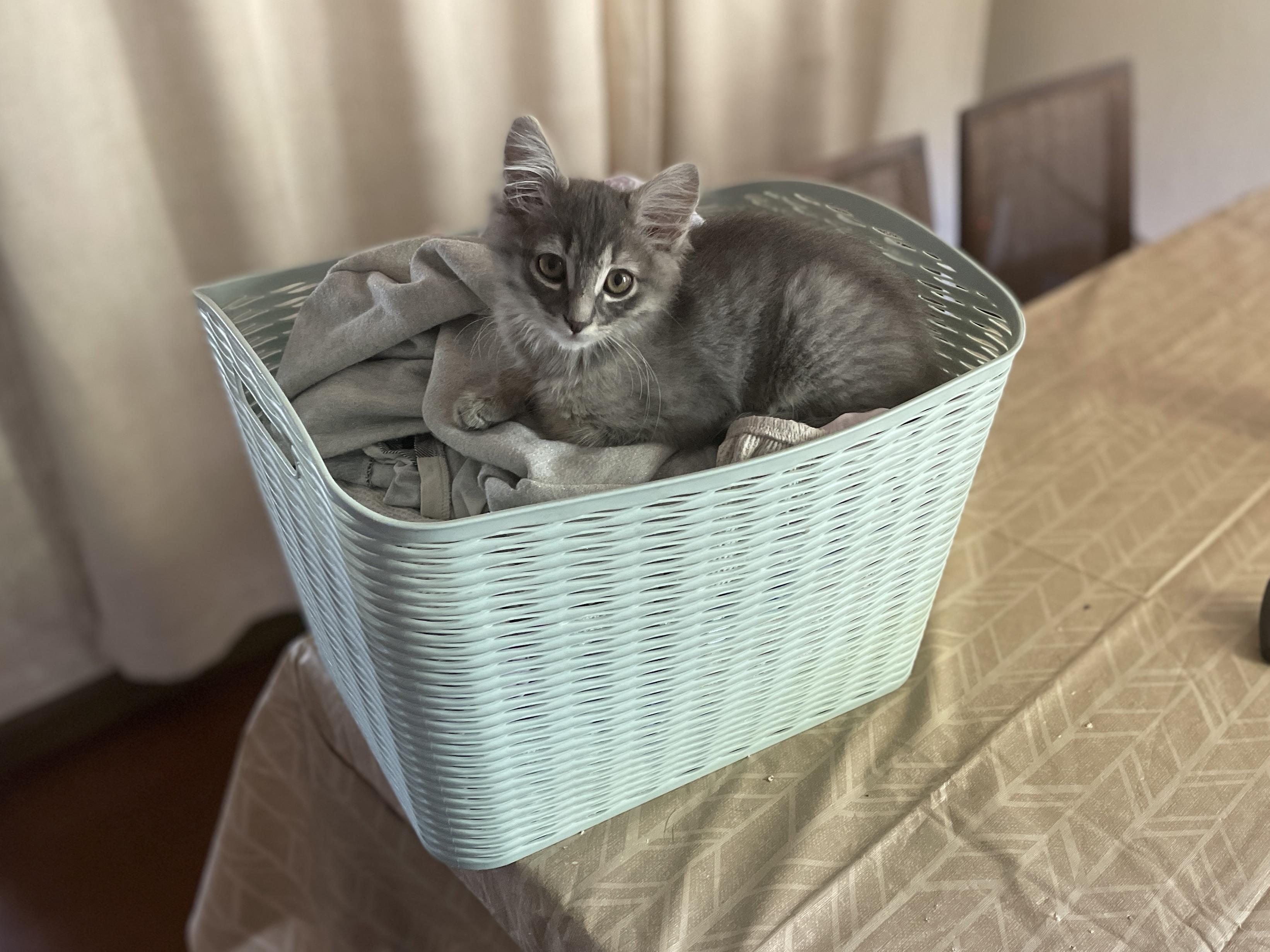What is with cats and laundry baskets? r/Kitten