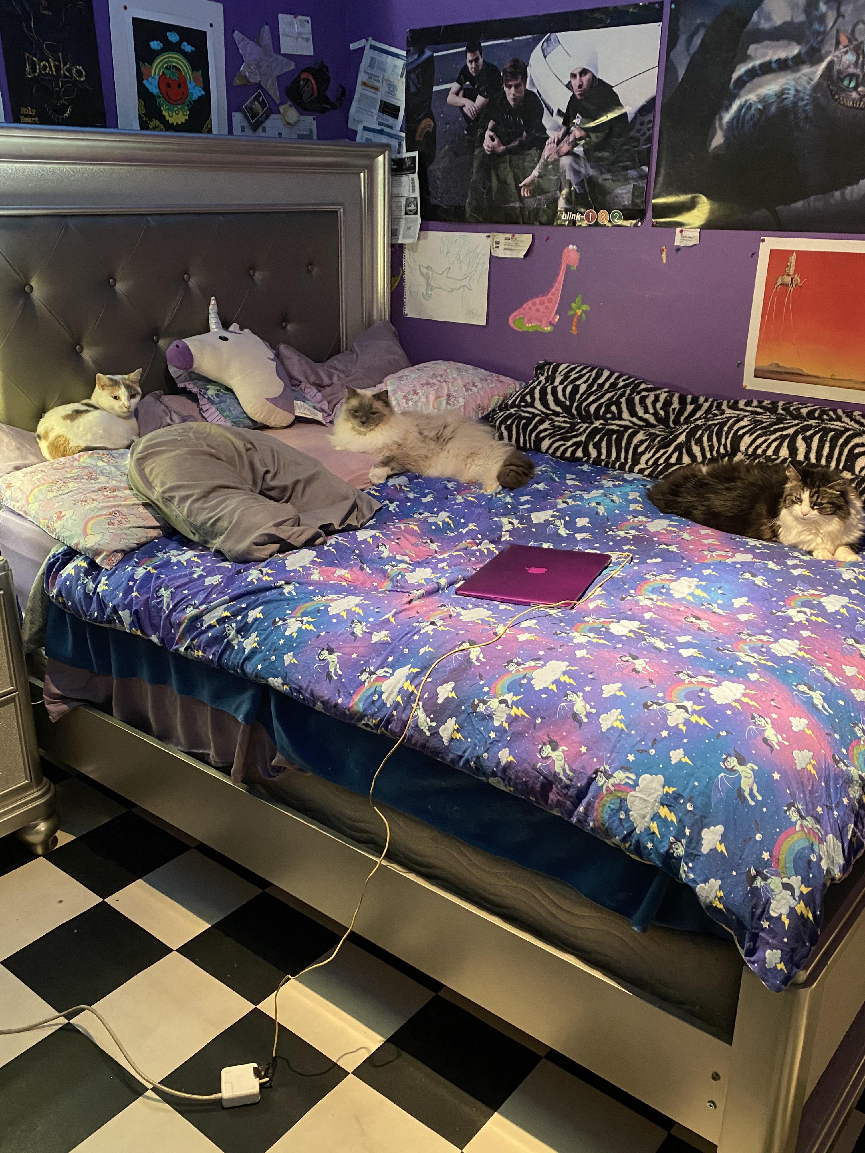 My new bed is both cozy and kittenapproved! CozyPlaces