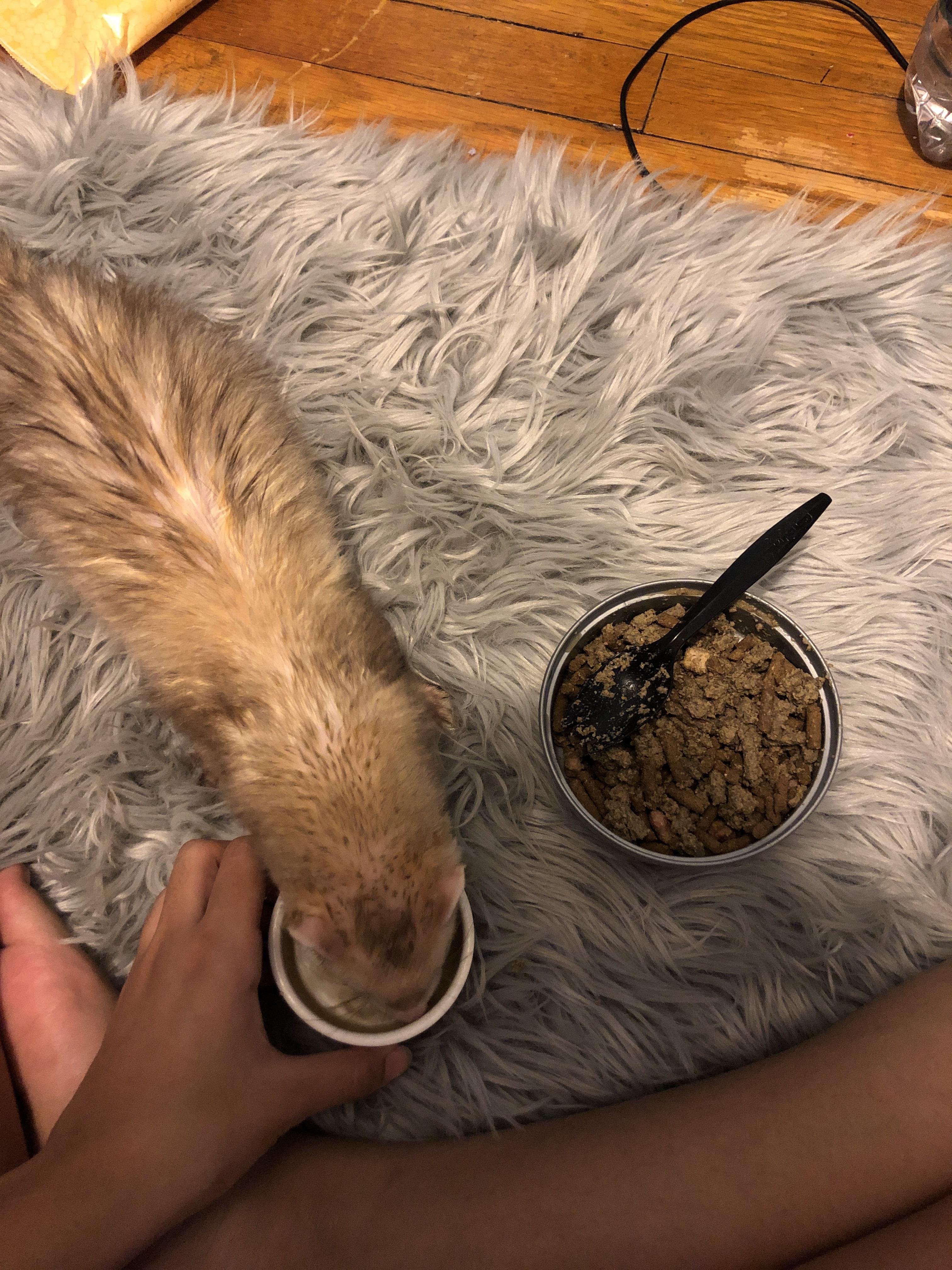 First bath + Good boy prizes (ferret foods and treats trailmush) r