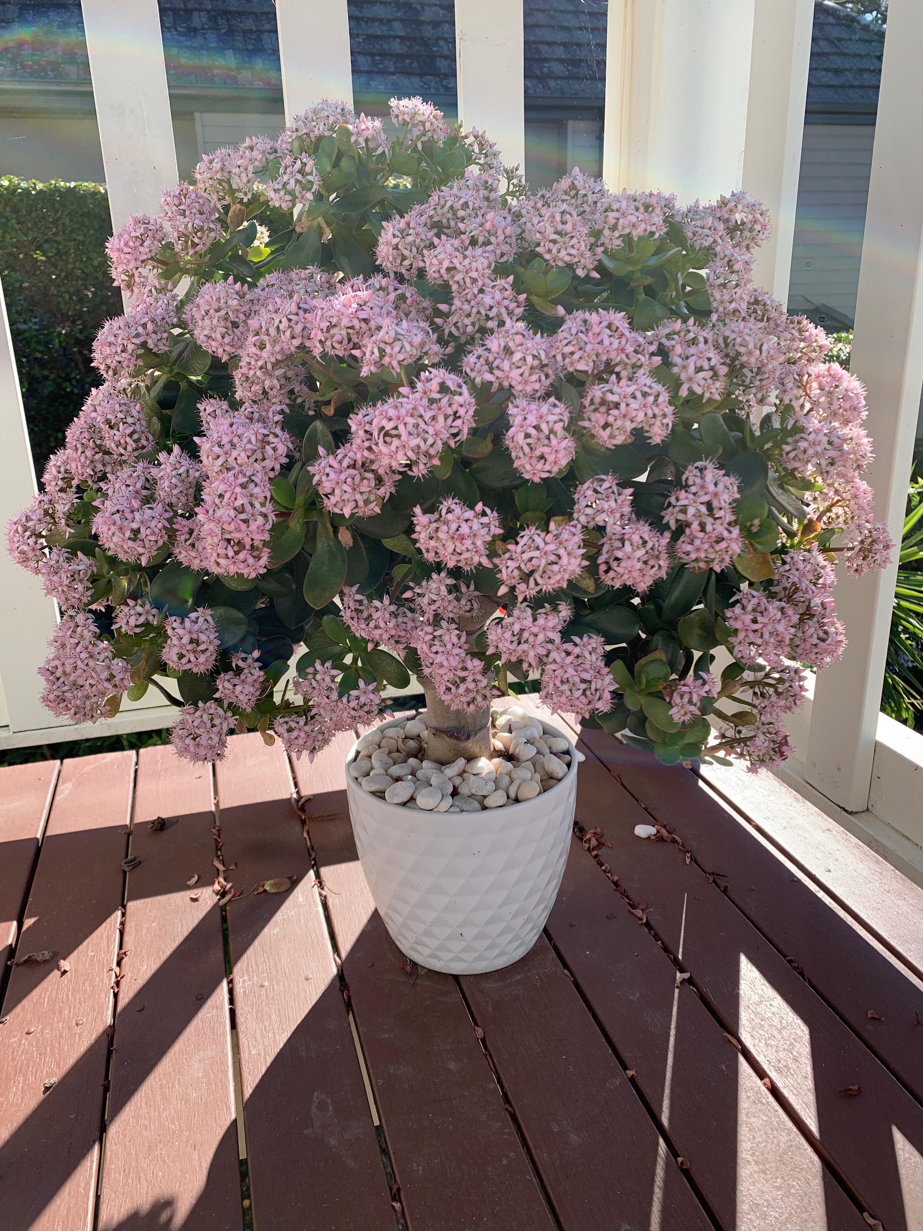 My Jade plant (Money Tree) is now covered in flowers! r/gardening