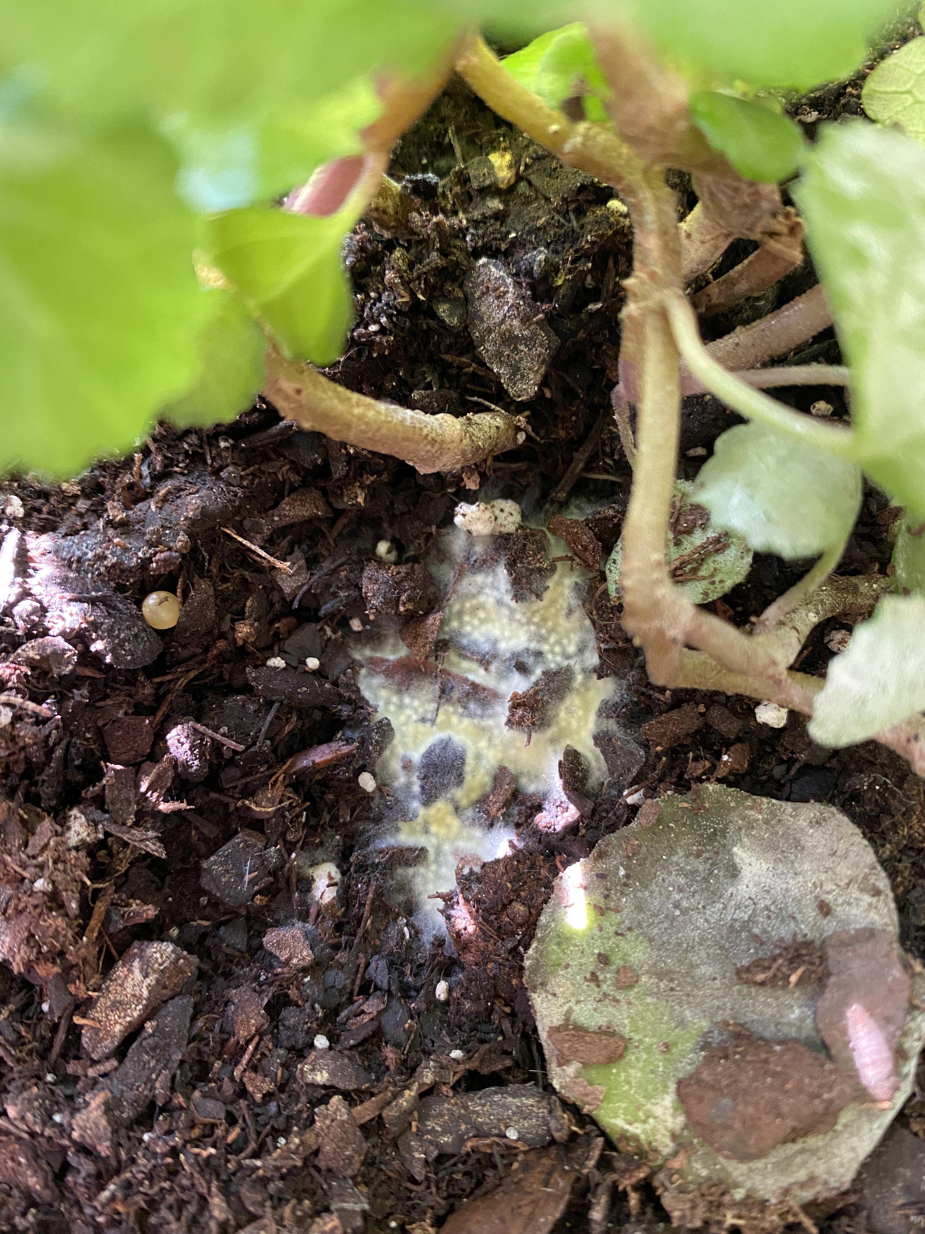 Anyone know what this is? Green, egg looking algae in my soil? r/plants
