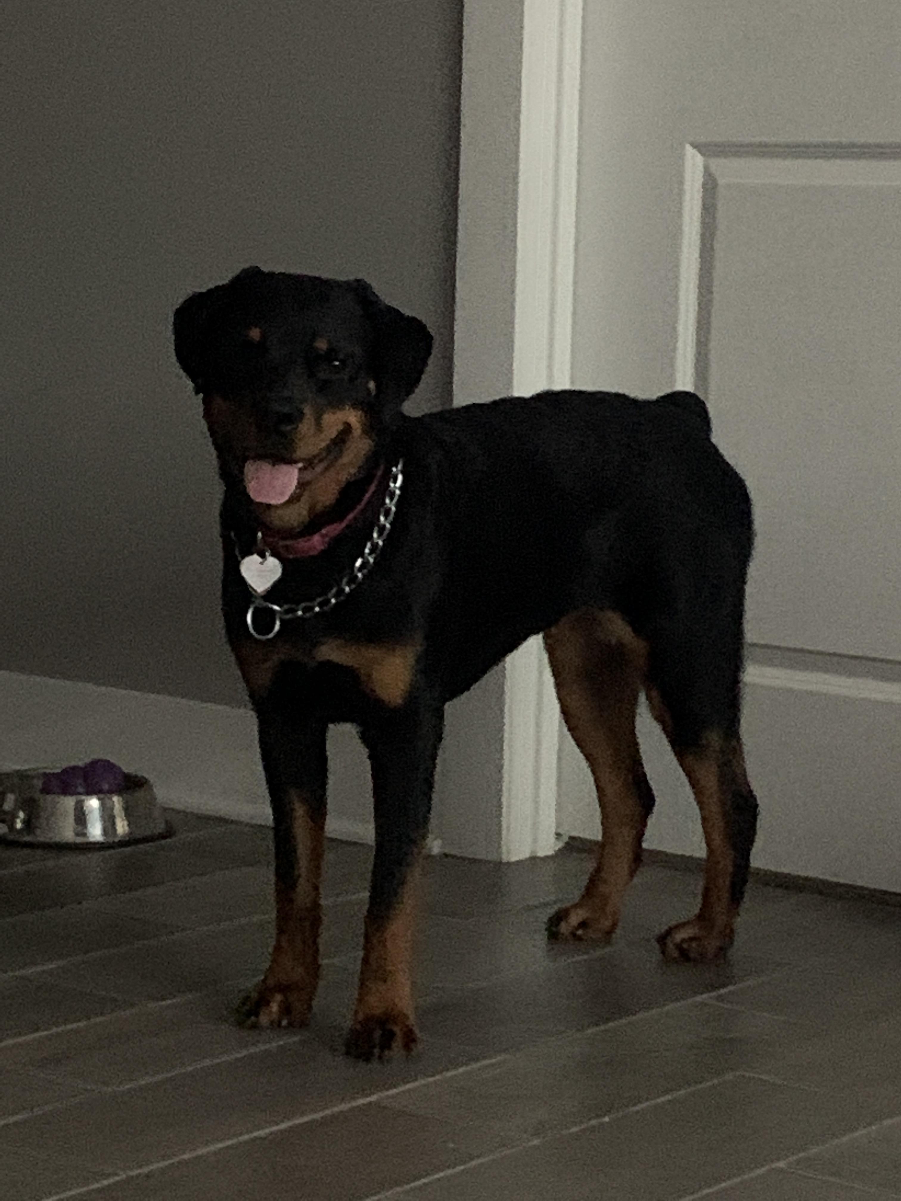 Does she look skinny for seven months? She gets 6 cups a day of kibble