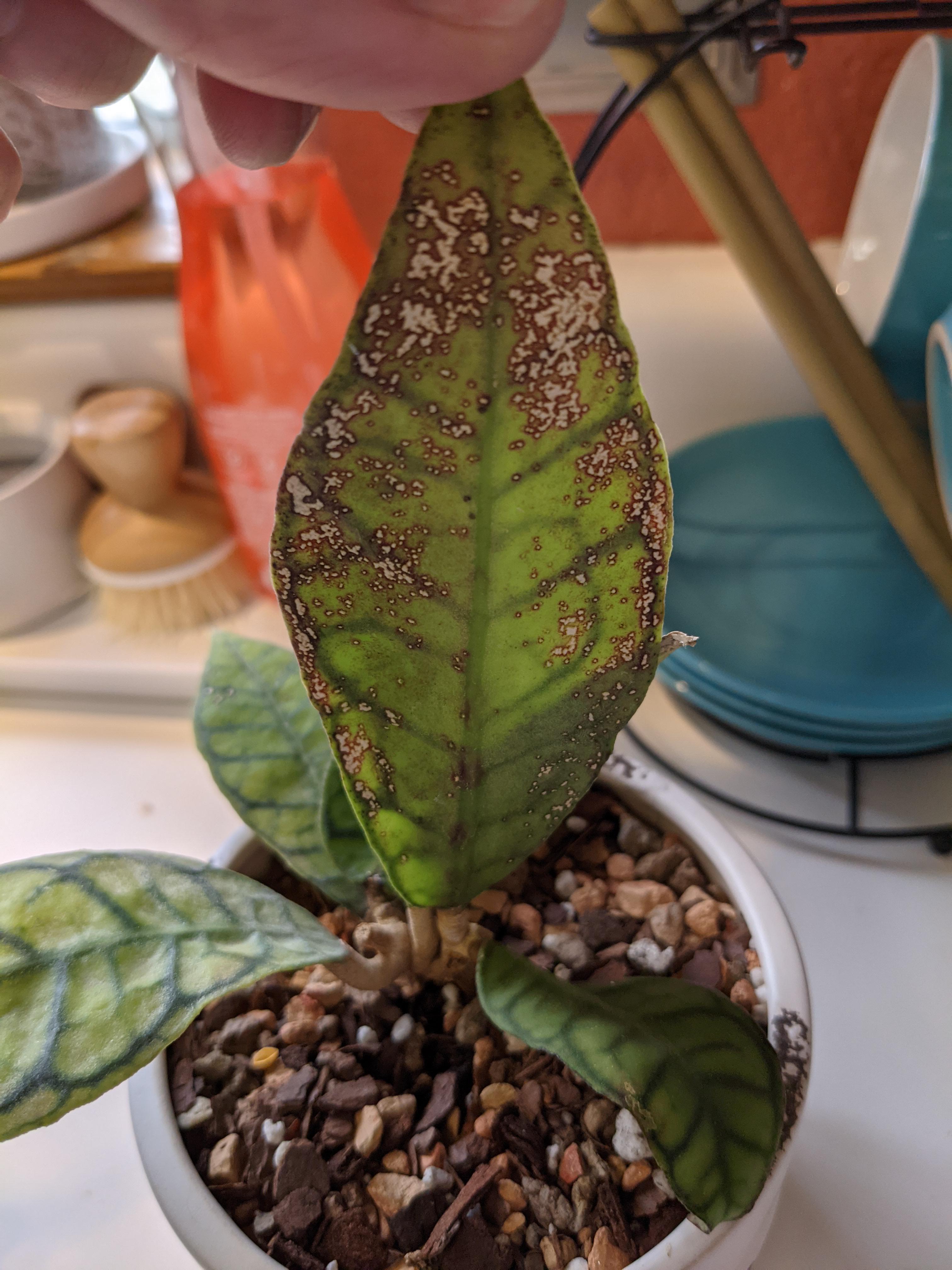 White scabby spots on underside of hoya leaves? r/plantclinic