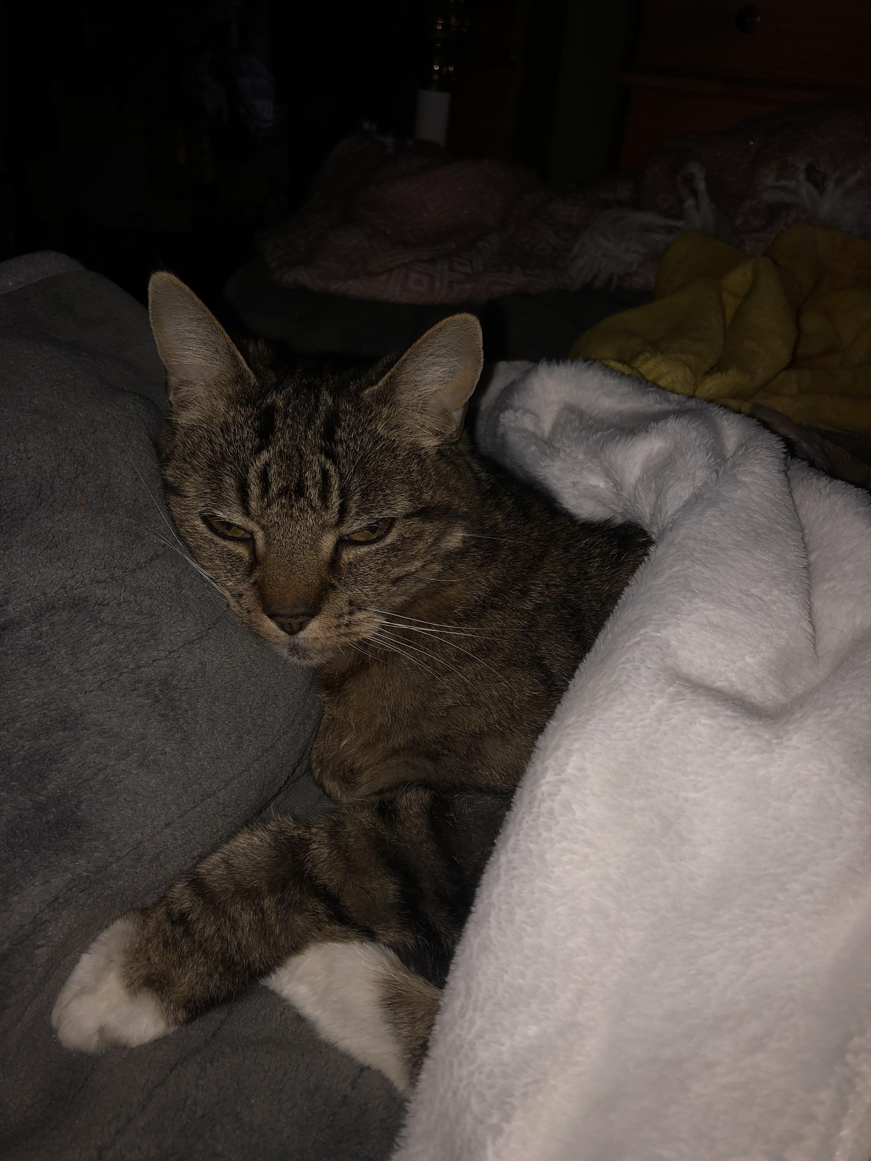 Heated blanket on, tucked in... geriatric Cookie is tolerating winter