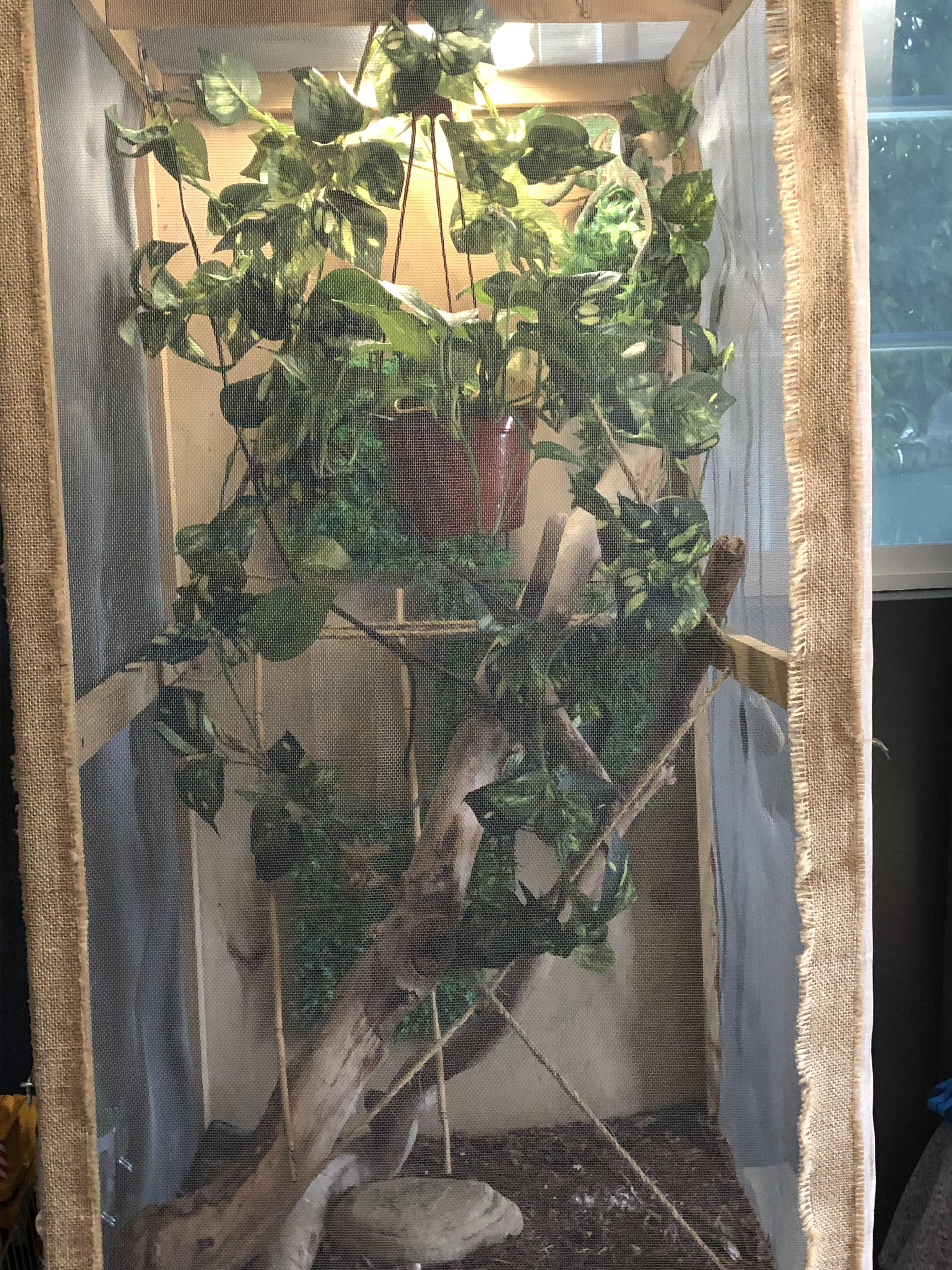 My veiled chameleons enclosure ( 3x3x5 ft) r/Chameleons