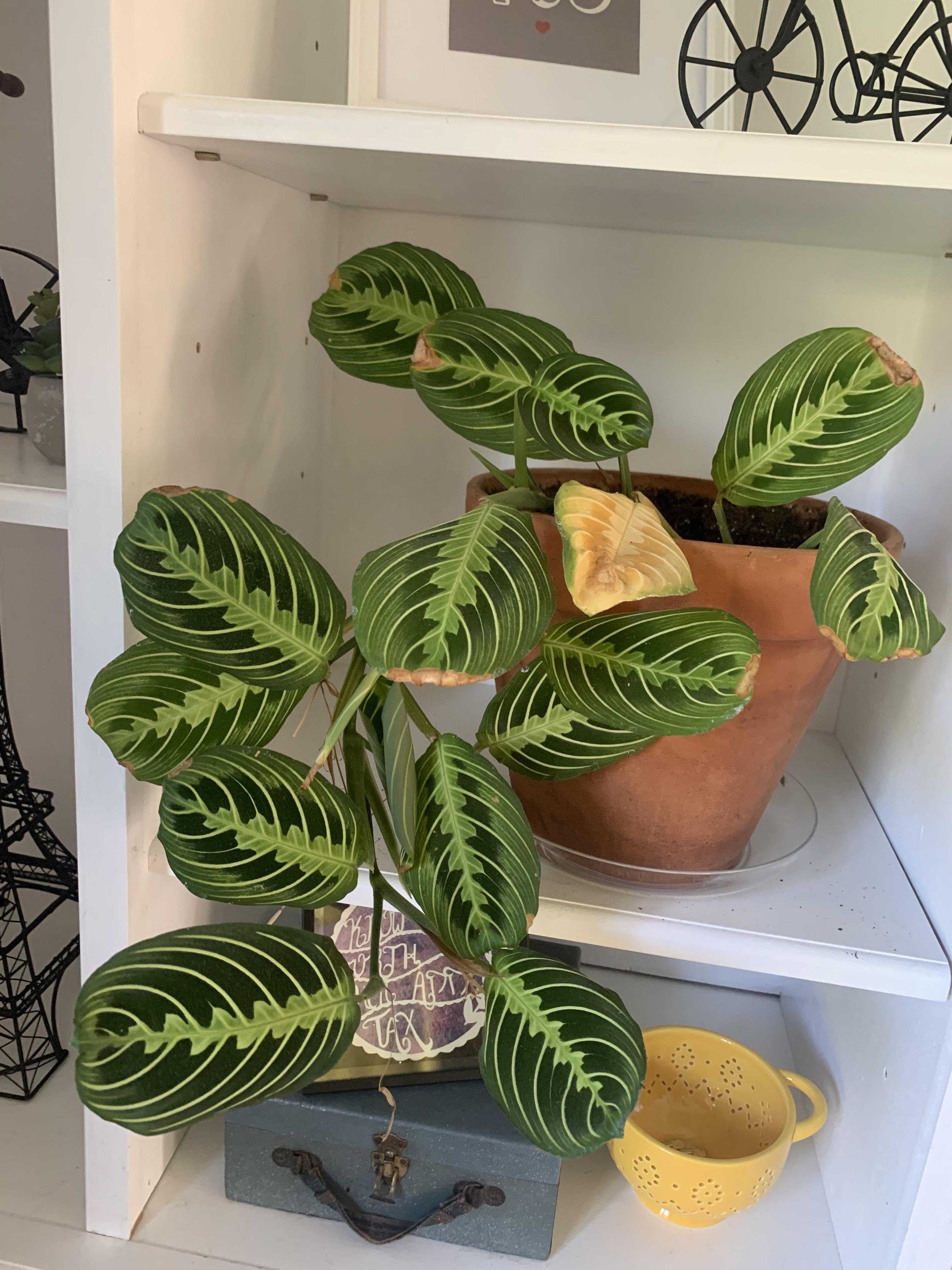 Prayer plant leaf turned yellow two days ago. The brown spots have been