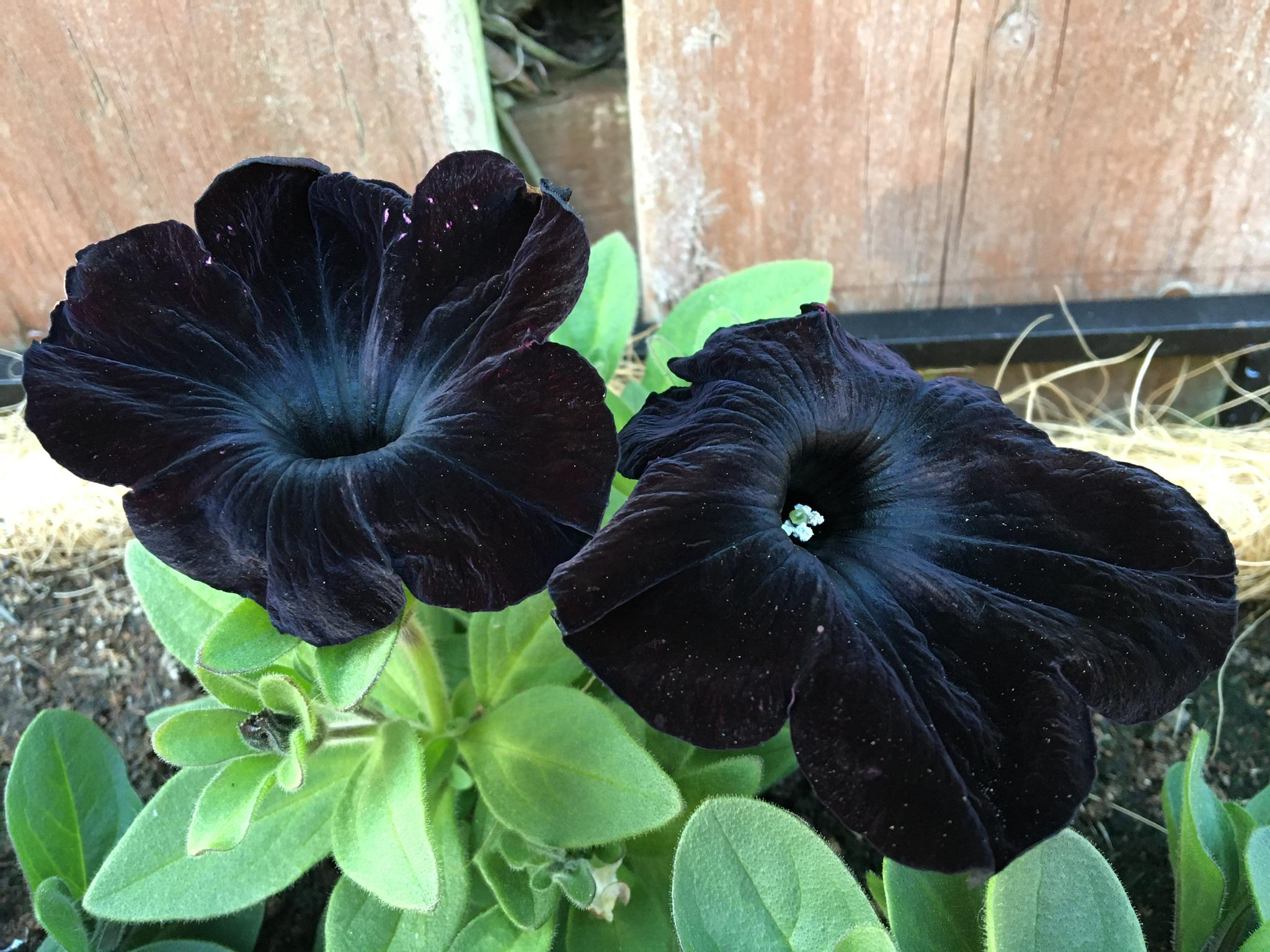 🔥 These black petunias growing in my garden r/thecatchup