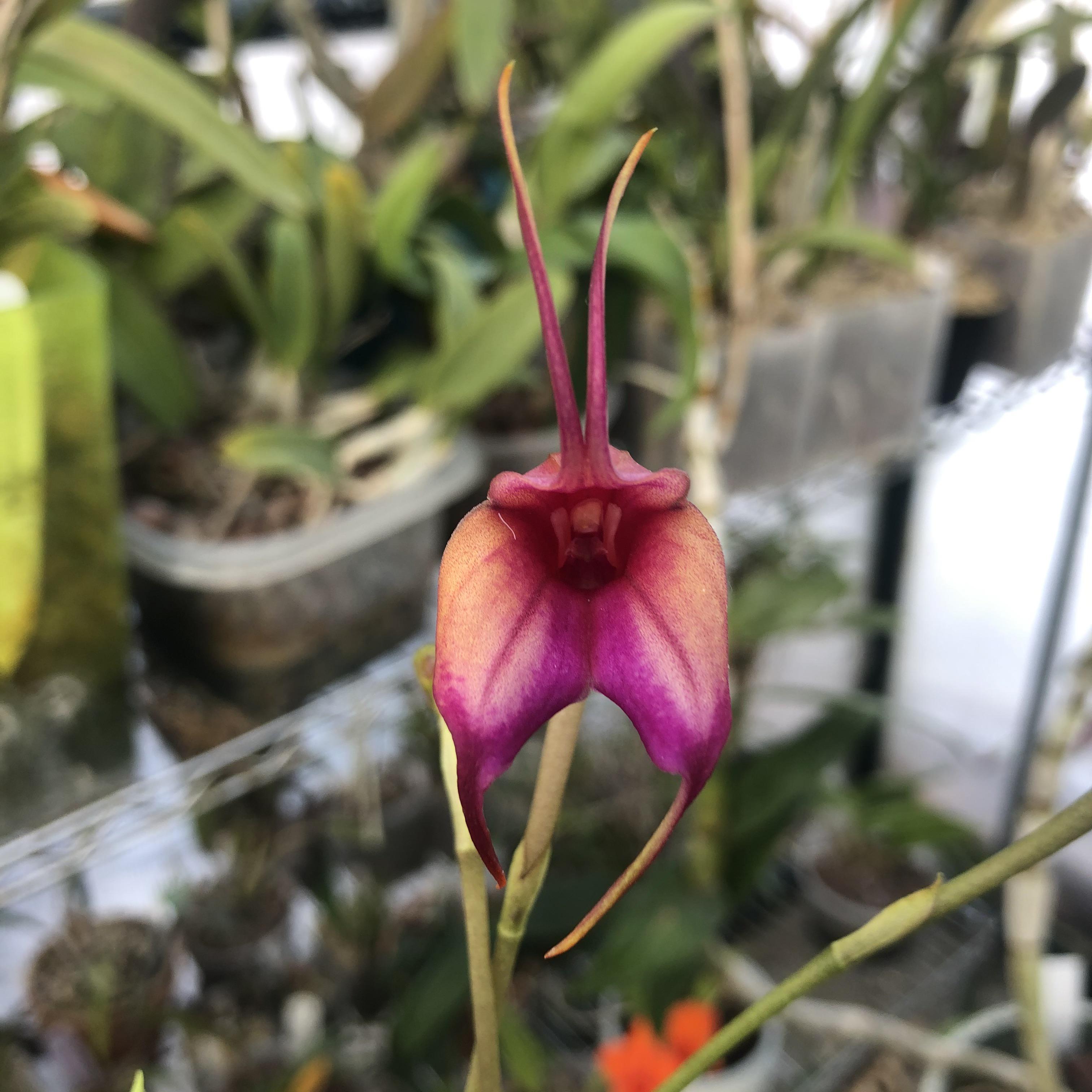 I had to have it... r/orchids