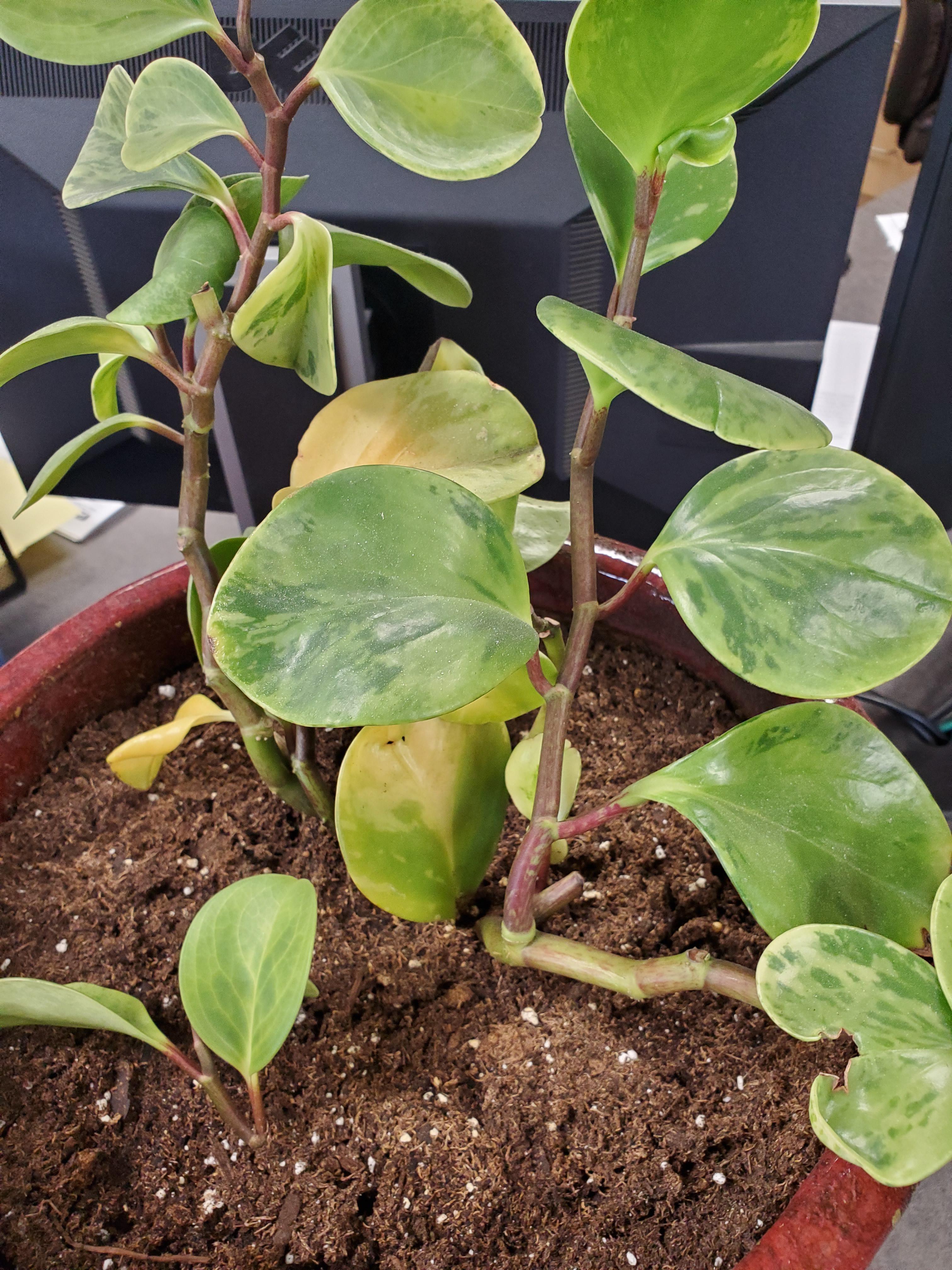 What is this plant called? More questions below in the comments r