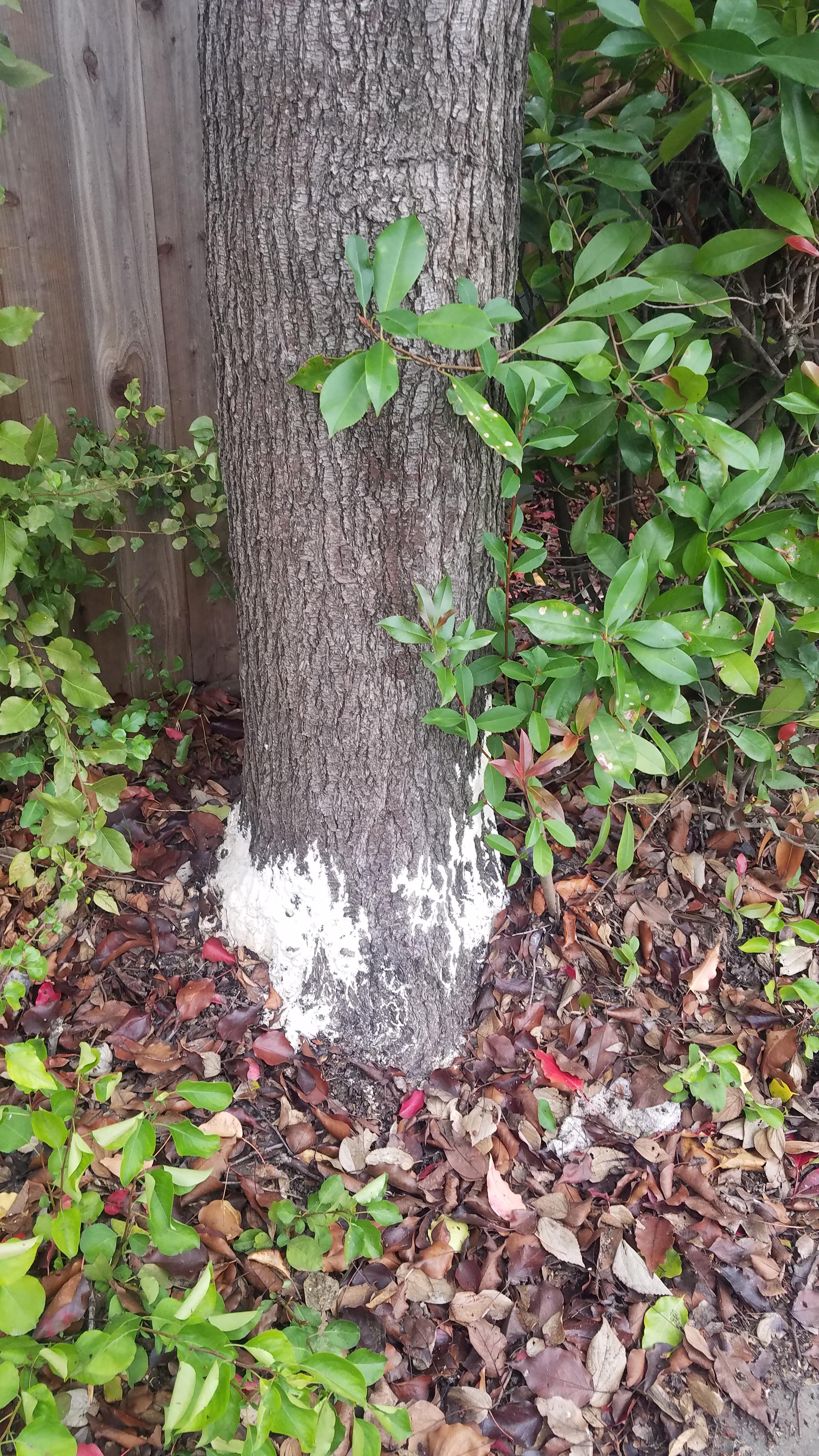 What is growing on my tree? r/arborists