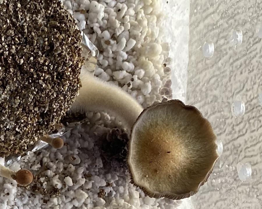 Is that white “fuzz” on the mushroom stalk contam? [actives] r