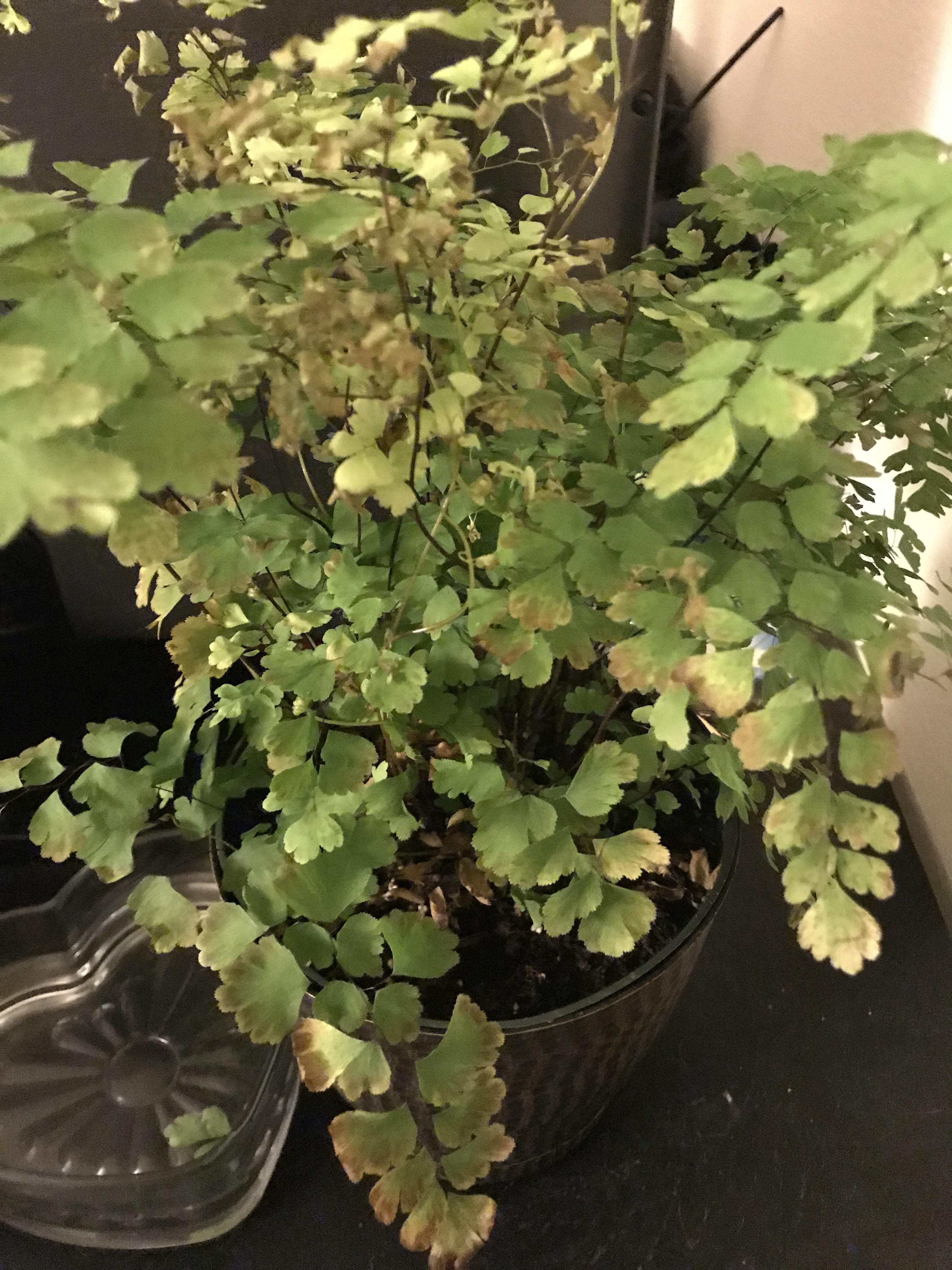 My maidenhair fern is continuing to die! I must it multiple times a day