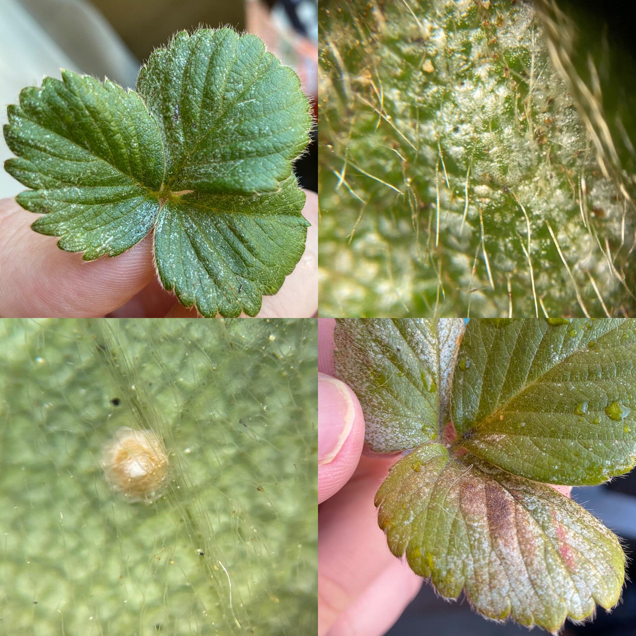 White markings mostly on the top of strawberry leaves. Any ideas what it is? Didn’t think it