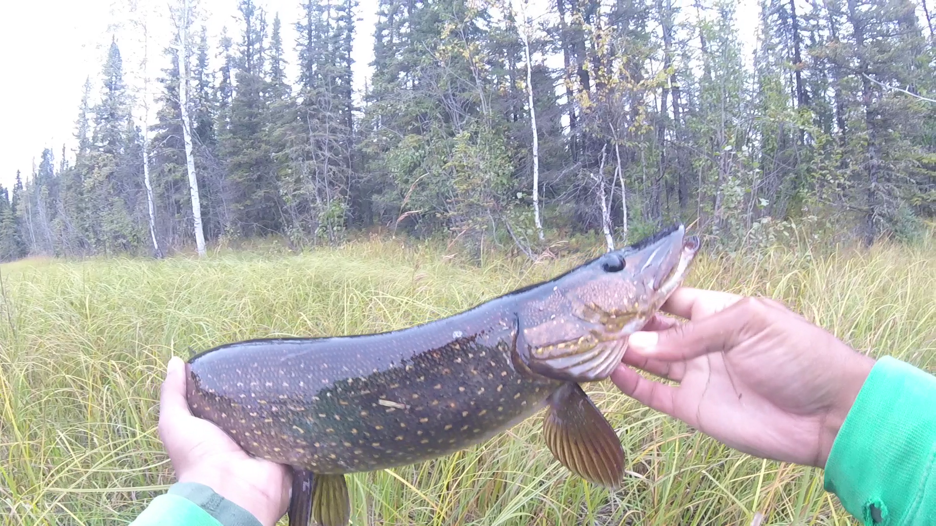 Alaska's pike r/Fishing