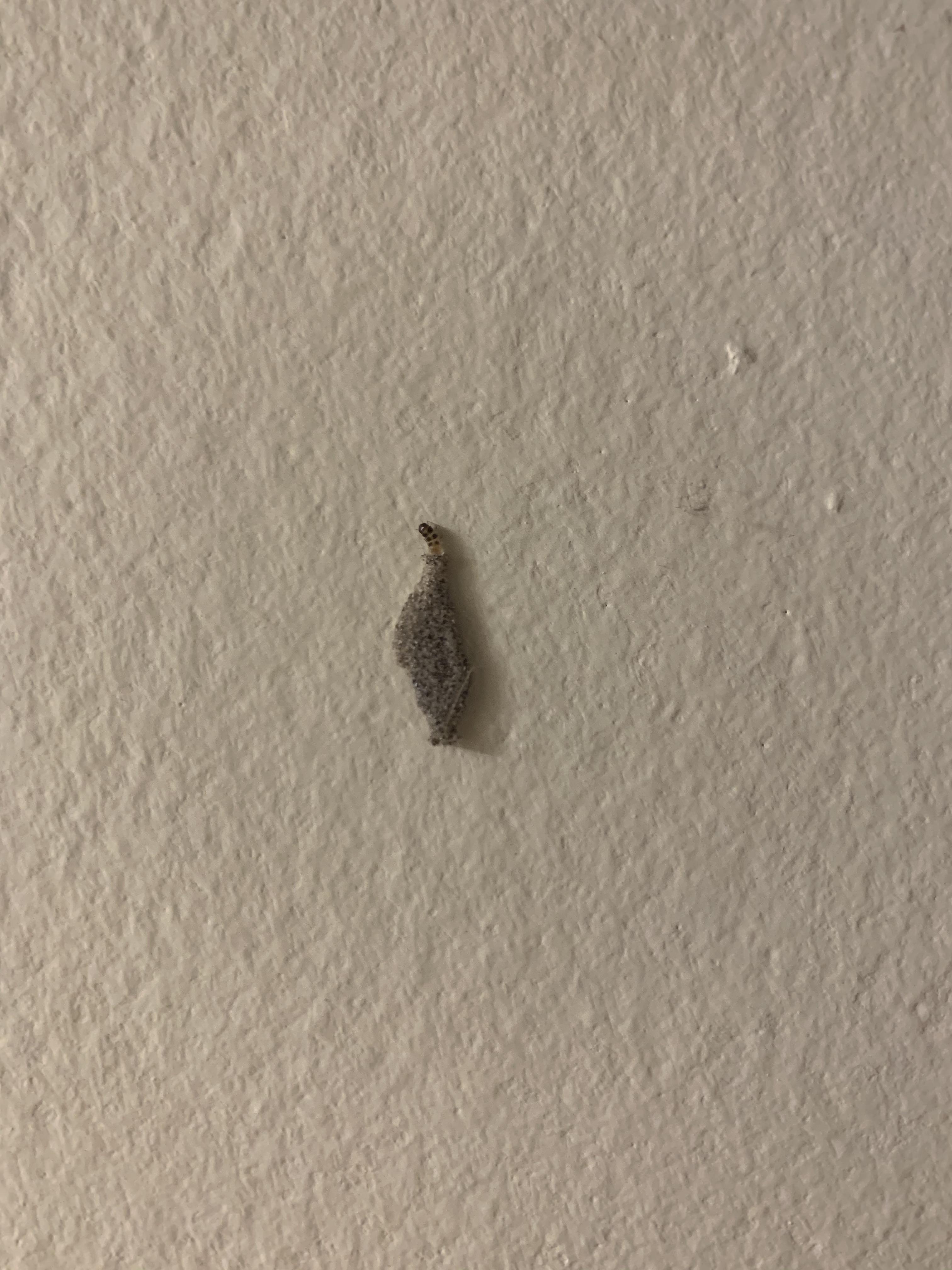 Case Bearing Moth Larva on my wall r/mildlyinteresting