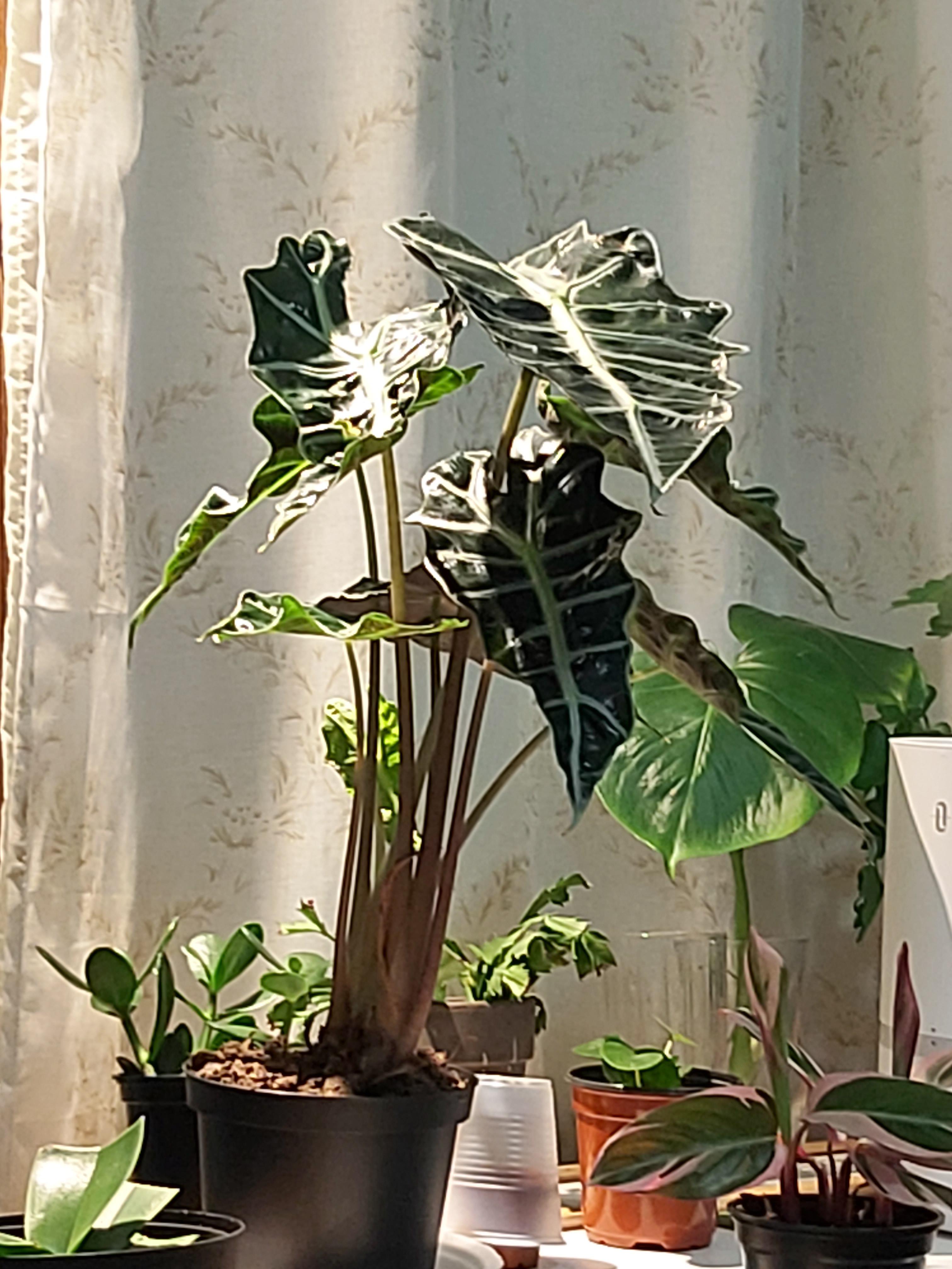 What happens if I take the bulbs from my alocasia? r/alocasia