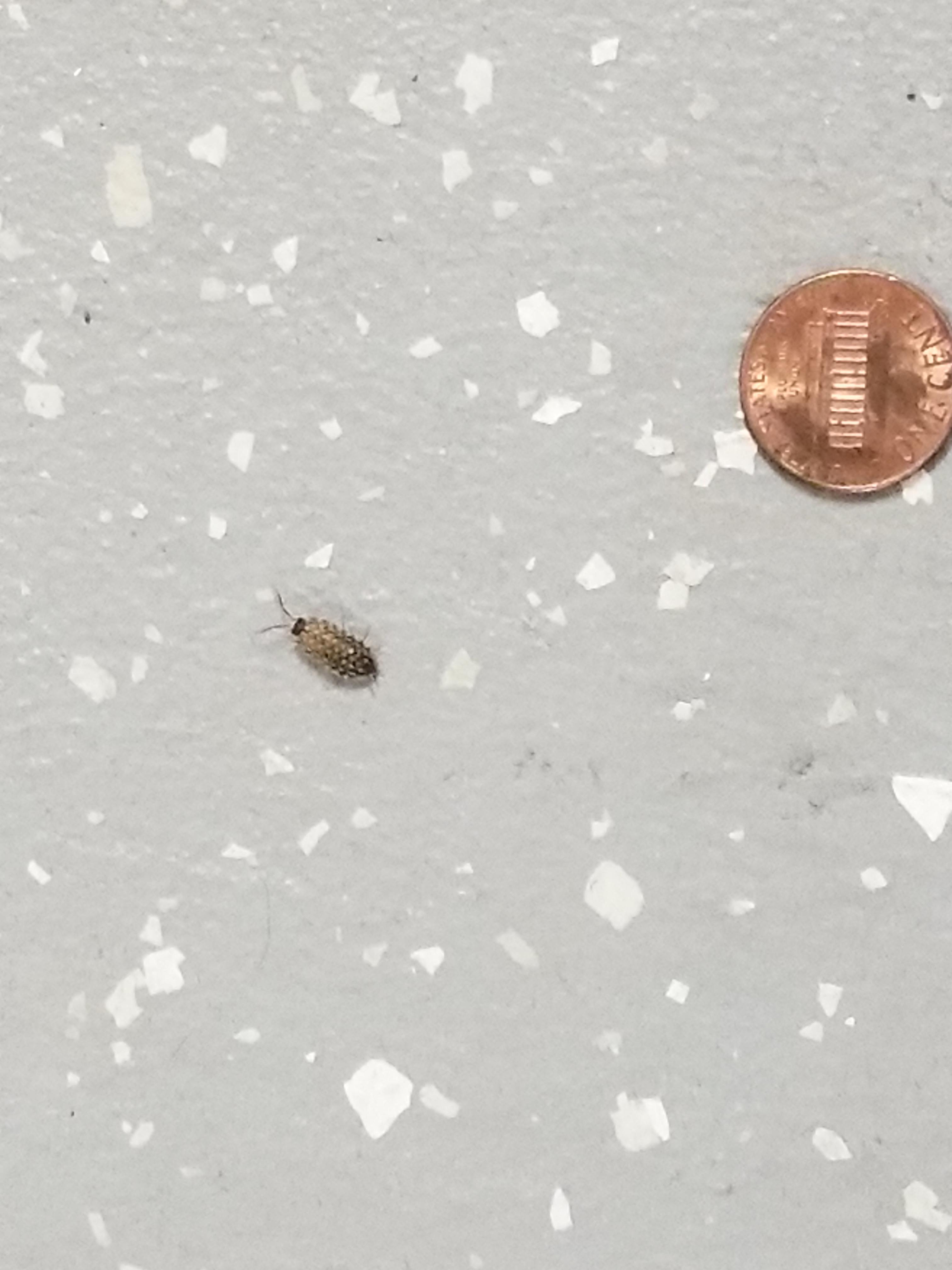 Found in my basement in northern Minnesota. Seems pretty common, but I don't know what they're