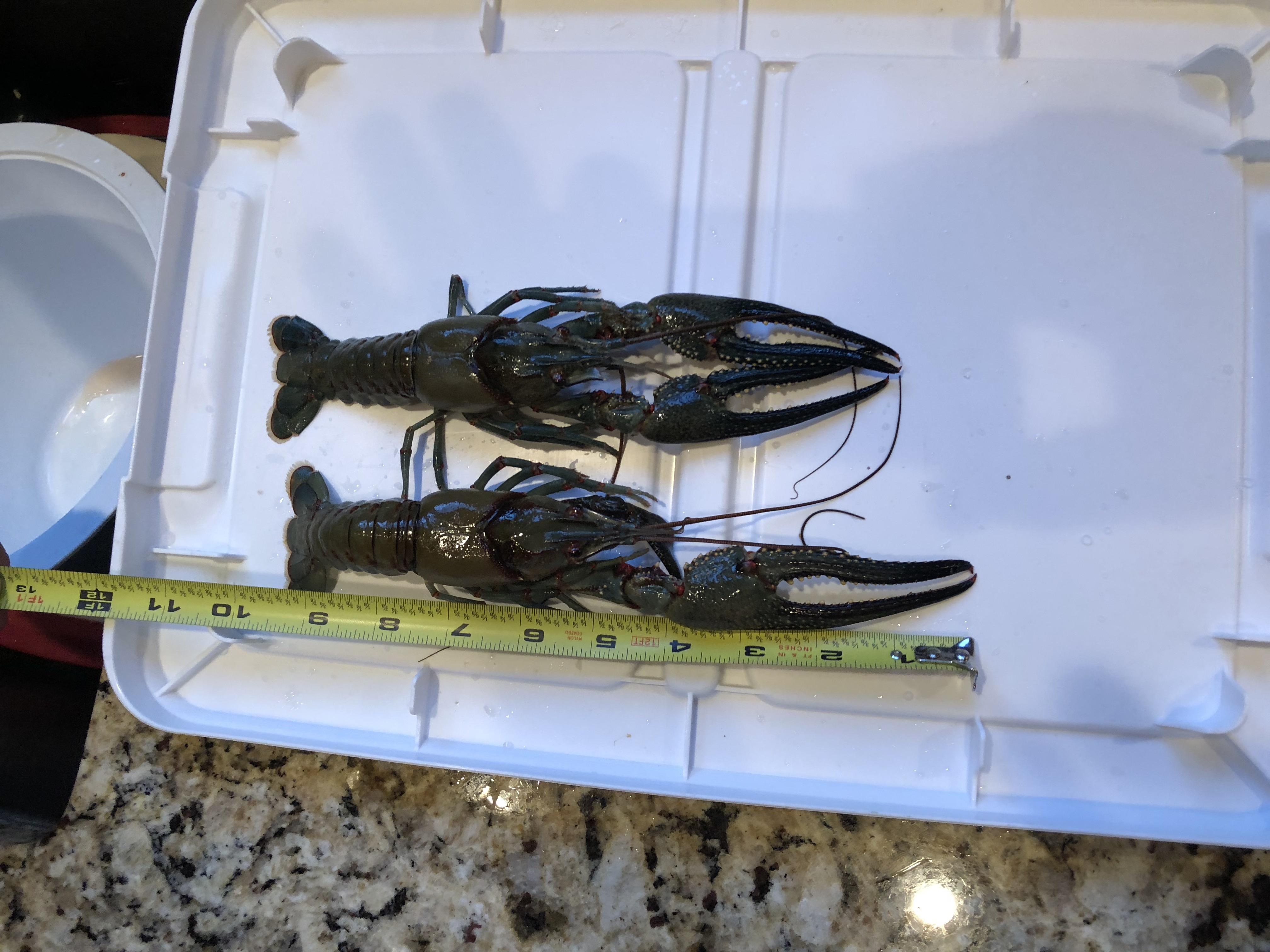 Table rock lake is home to a rare species of long pincher