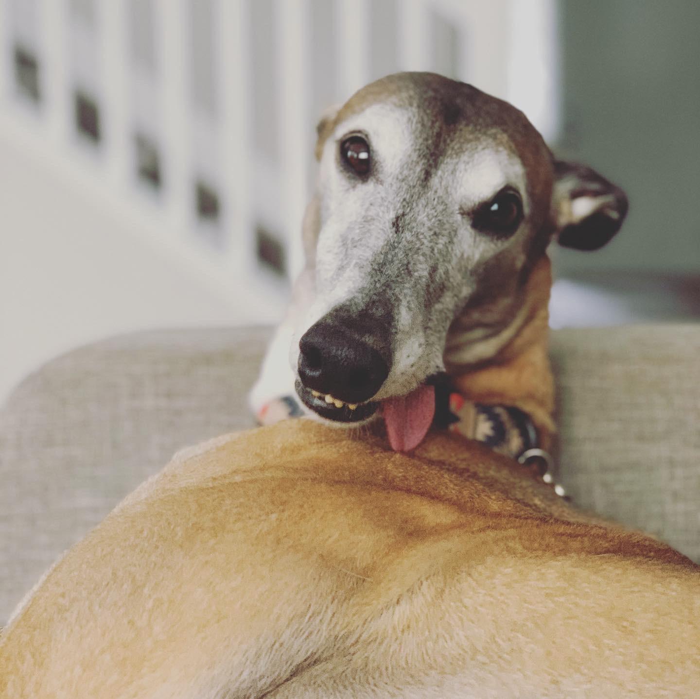 Does anyone have a leather couch? How do they hold up with your hound