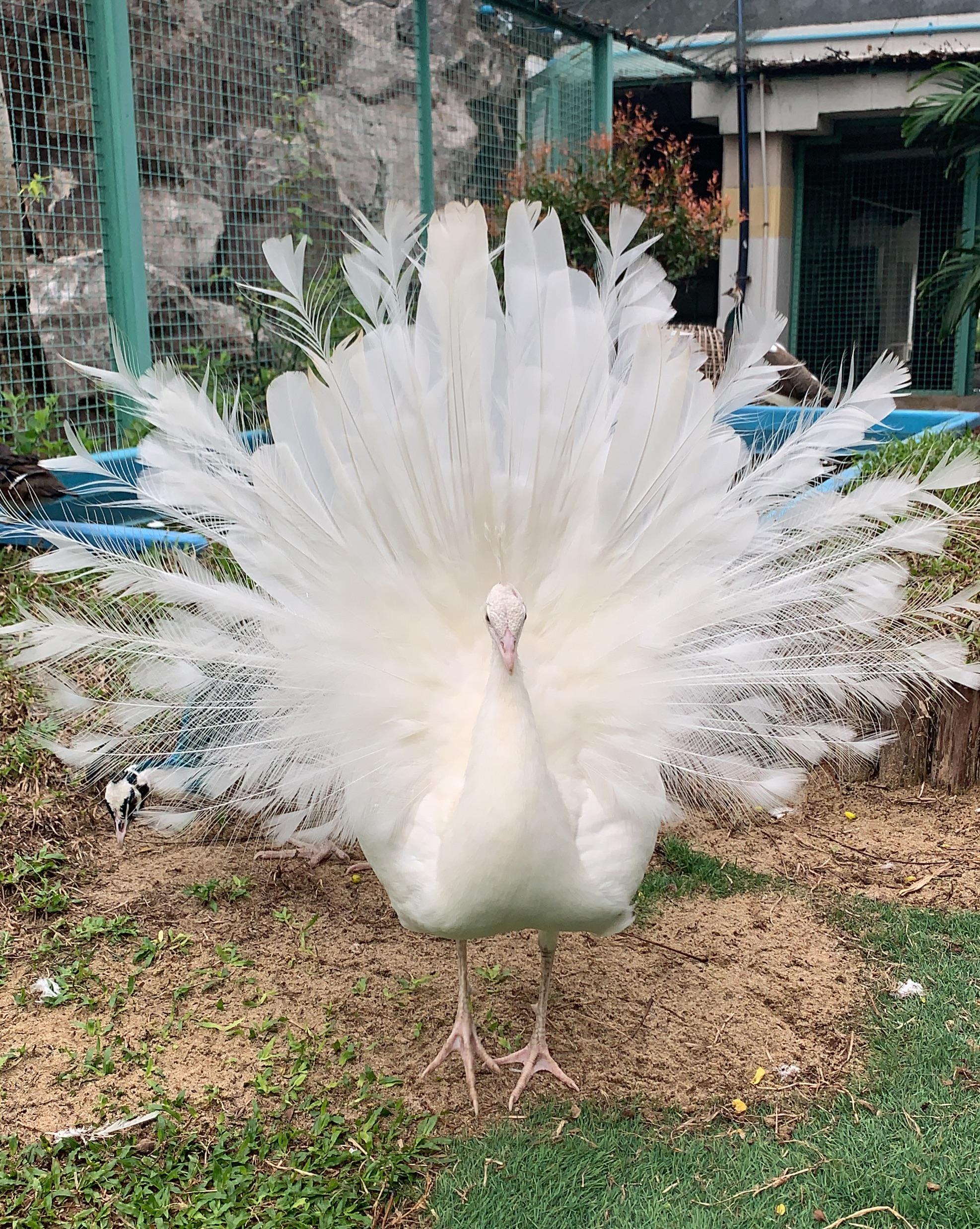 Stunning White Peacock Beautiful Like a Fairy Tale